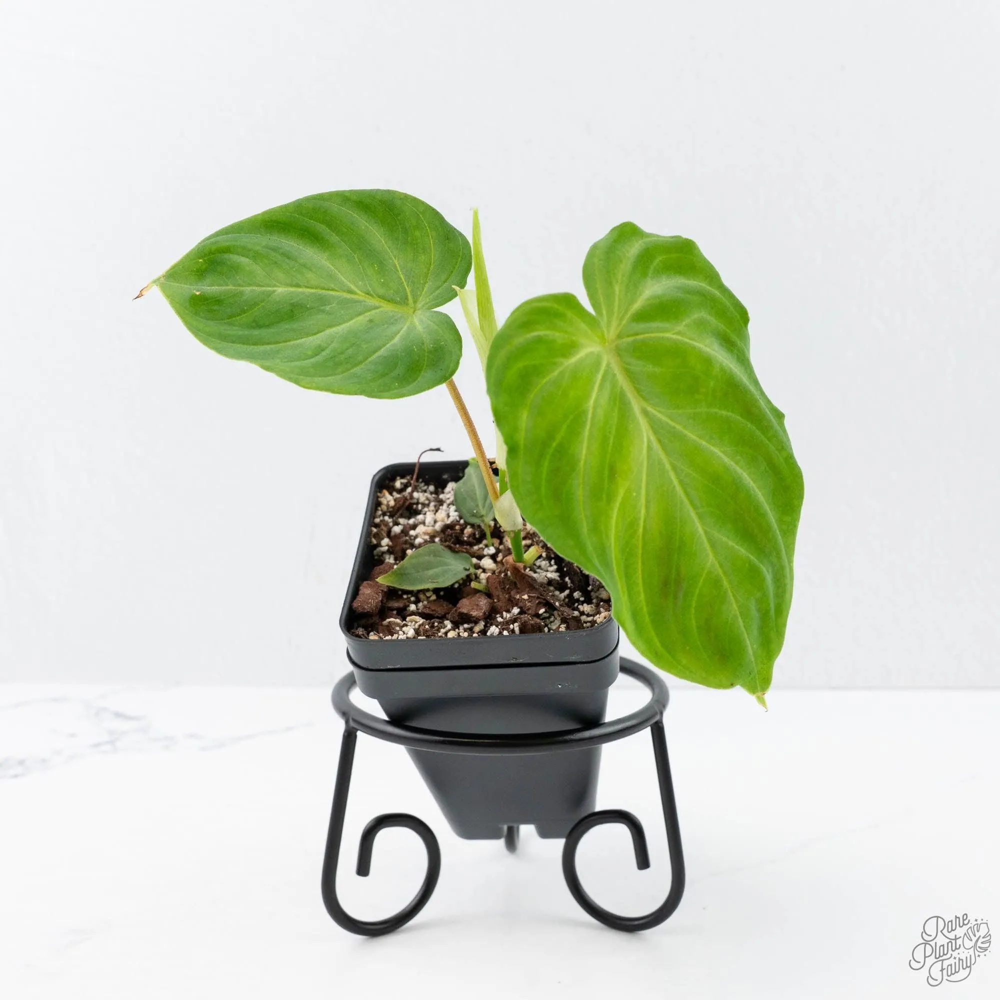 Philodendron verrucosum x serpens *Grower's Choice*