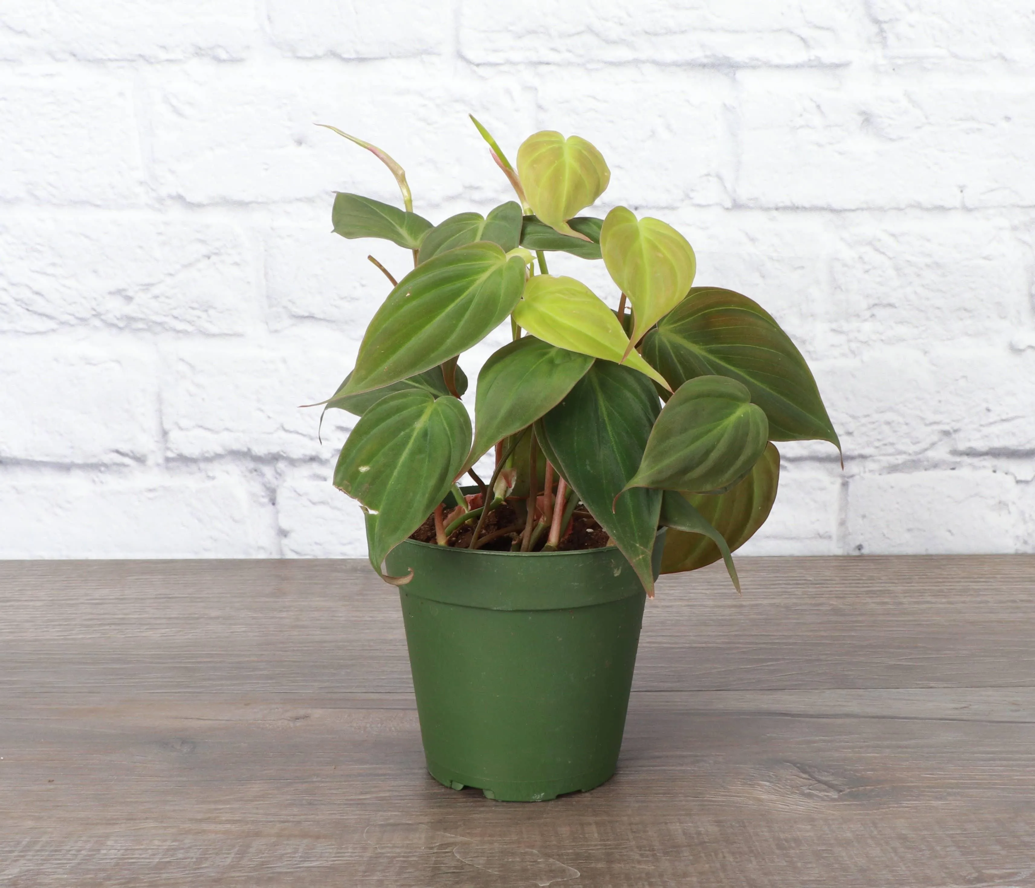 Philodendron Micans