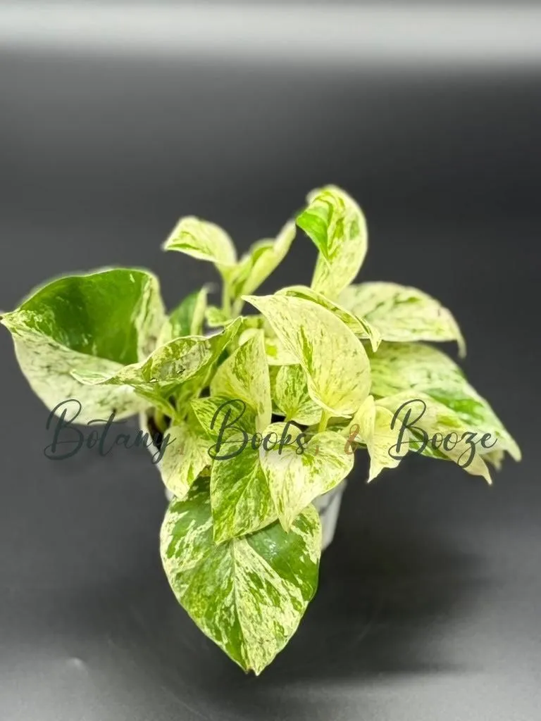 Epipremnum aureum Marble Queen