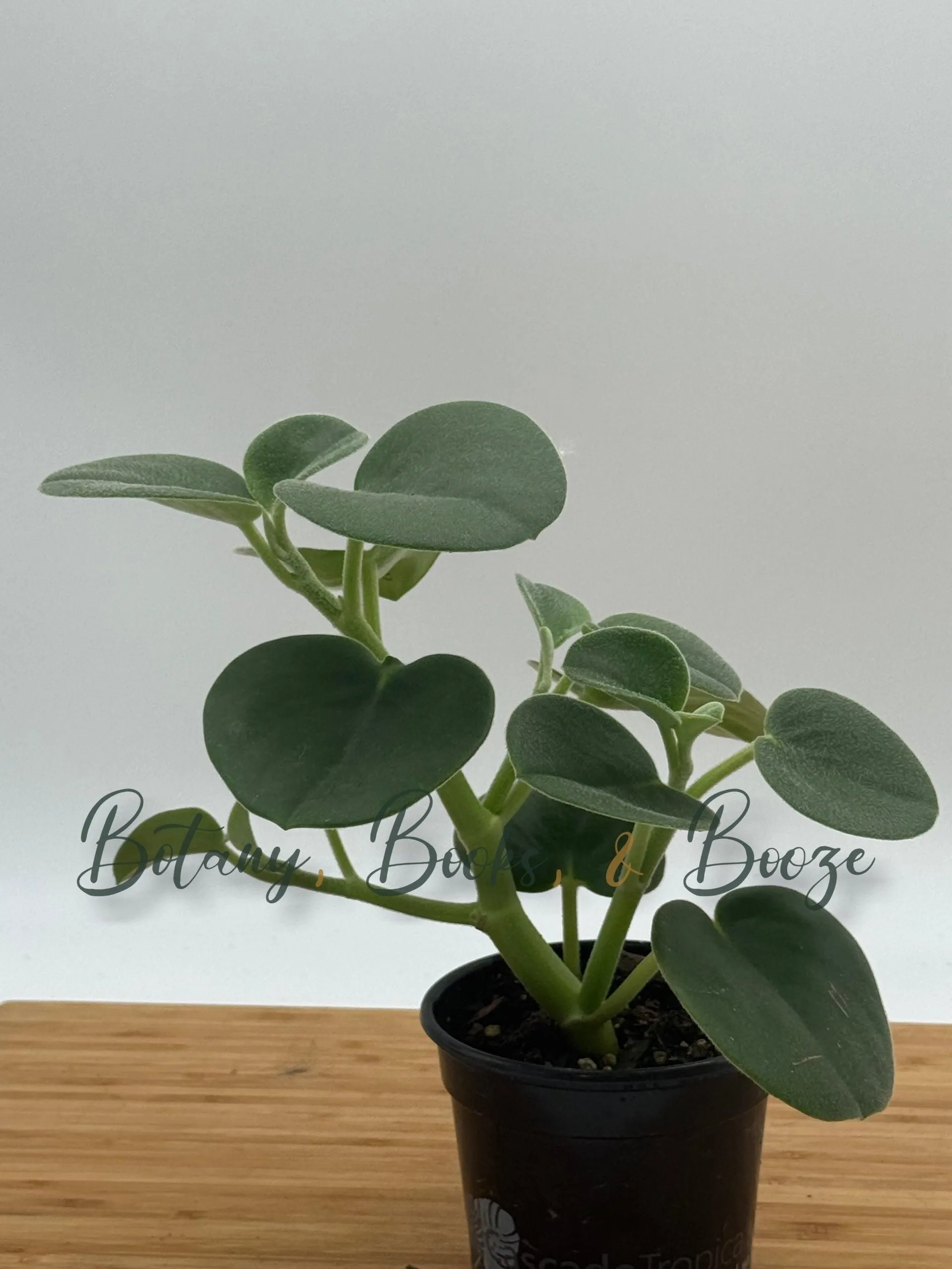 Peperomia incana Felted Peperomia