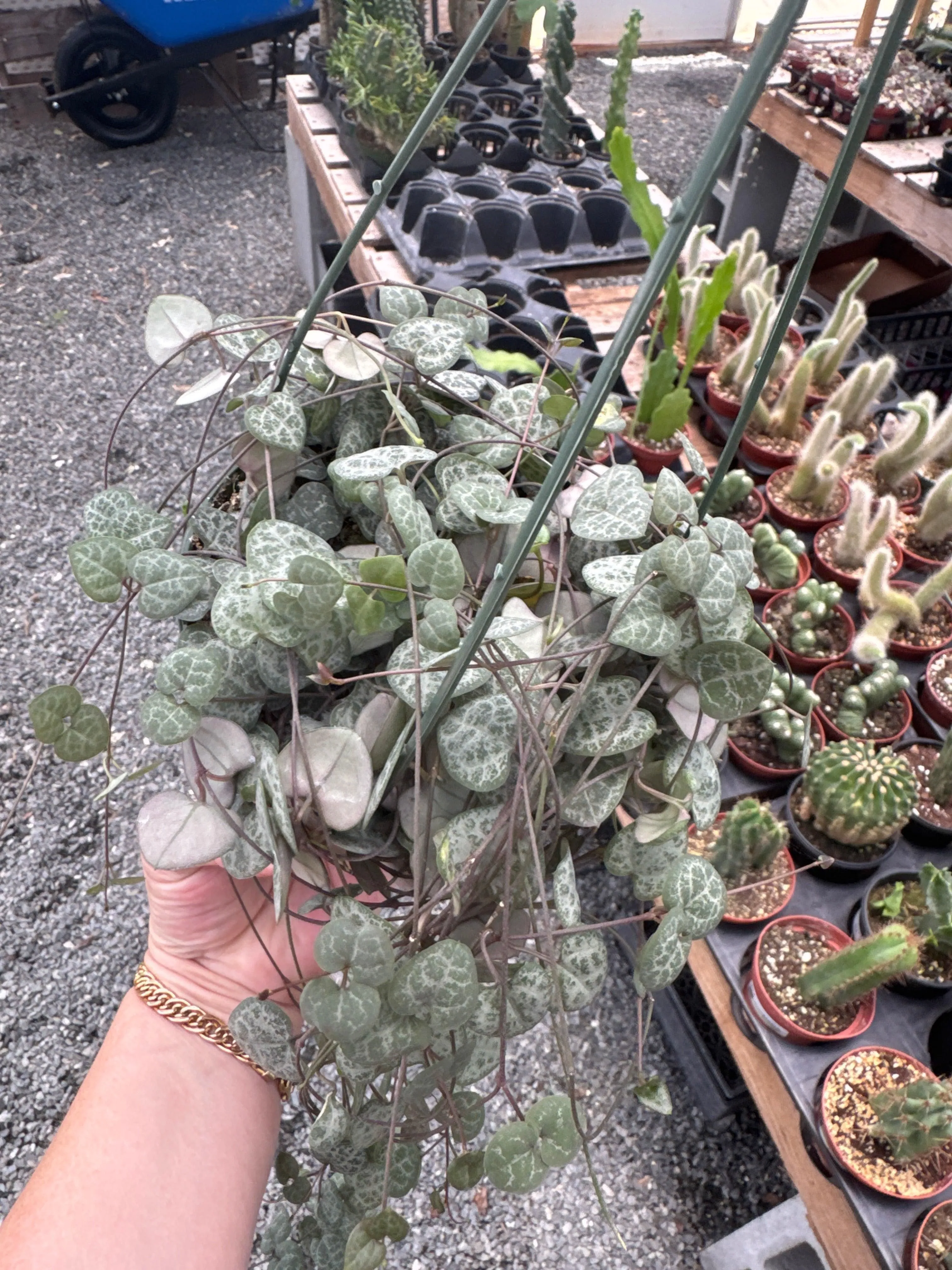 String of Hearts
