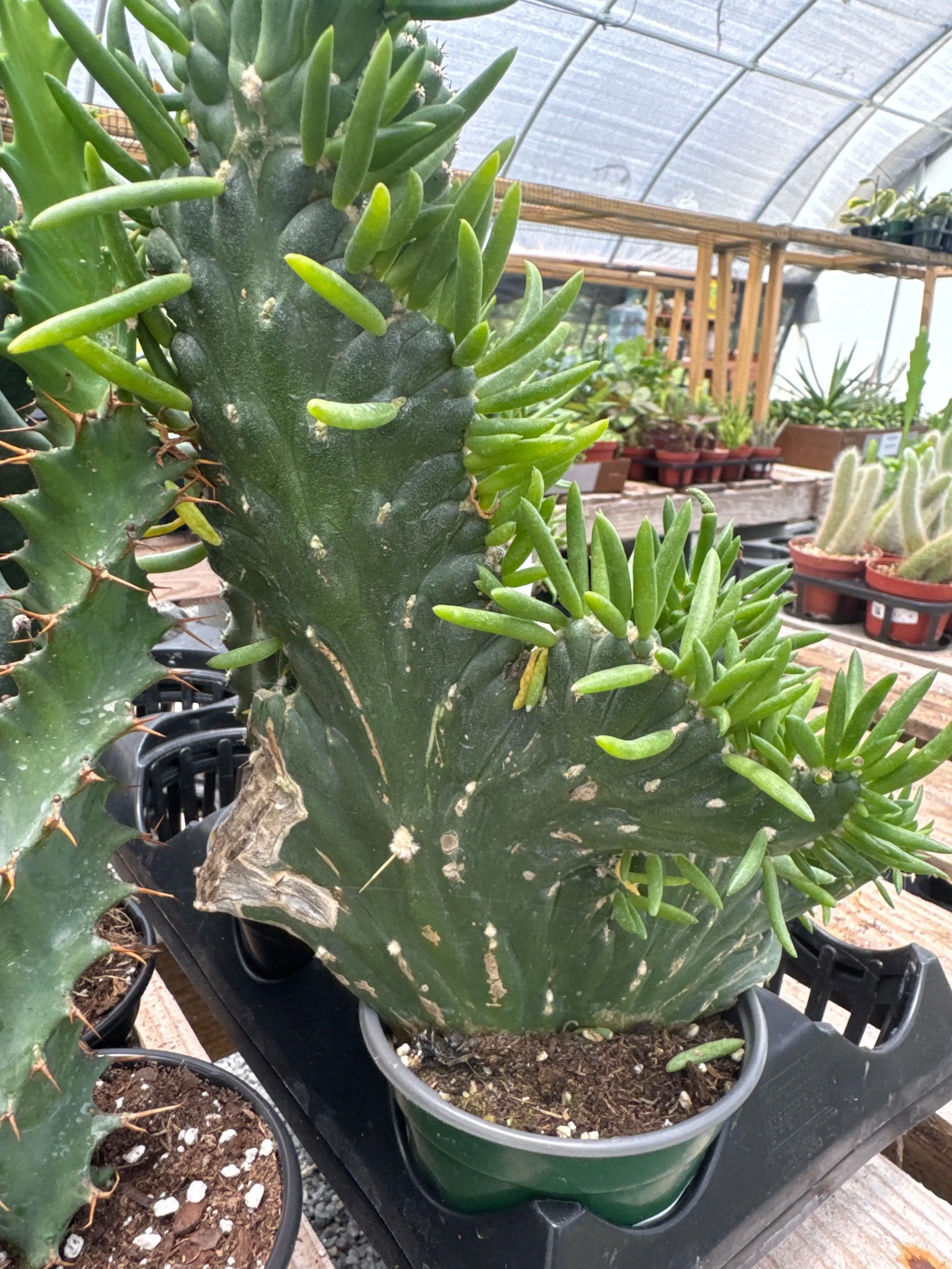 Opuntia Subulata-Crested