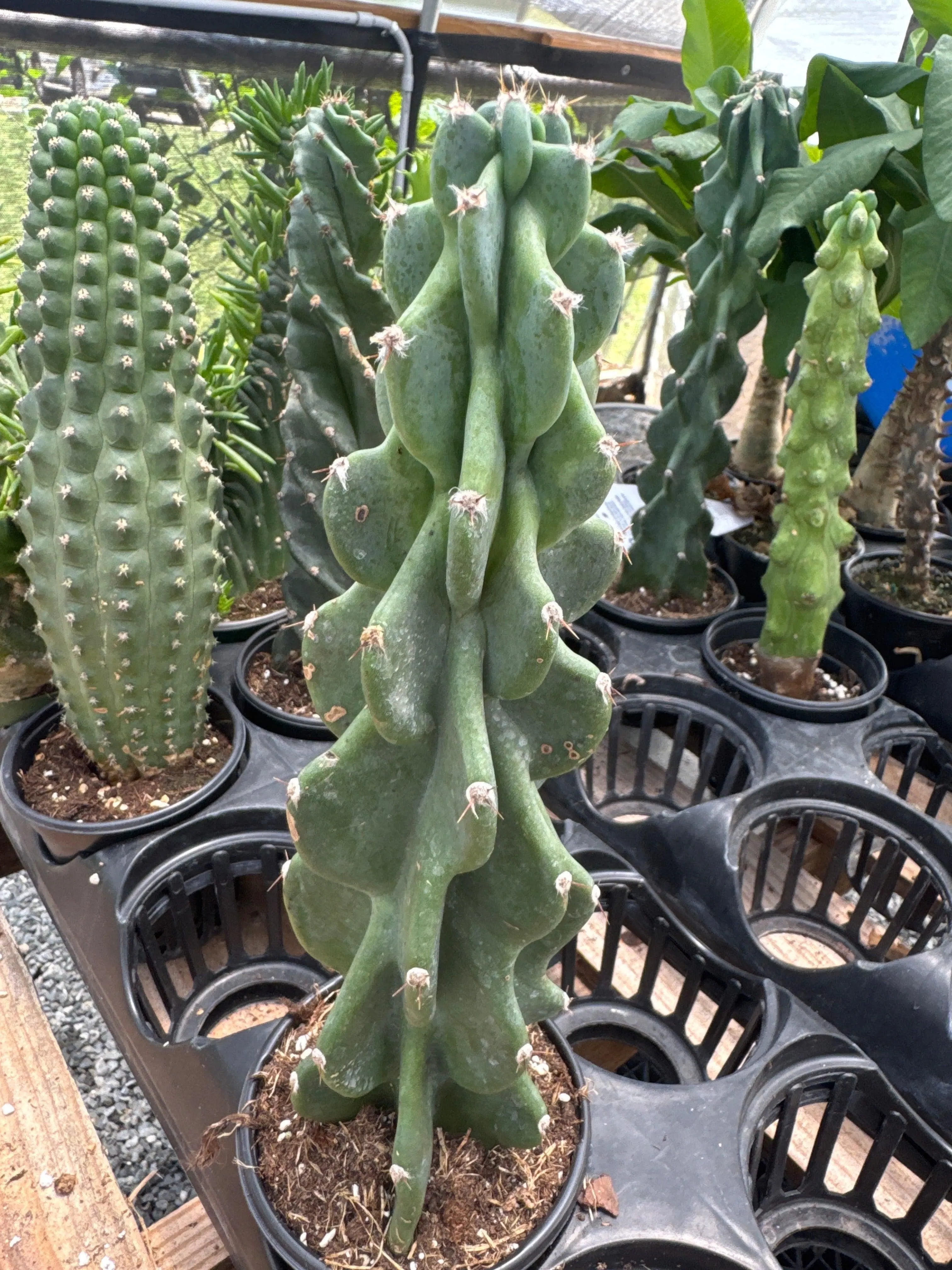 Cereus Peruvianus Monstrose (Apple Cactus)