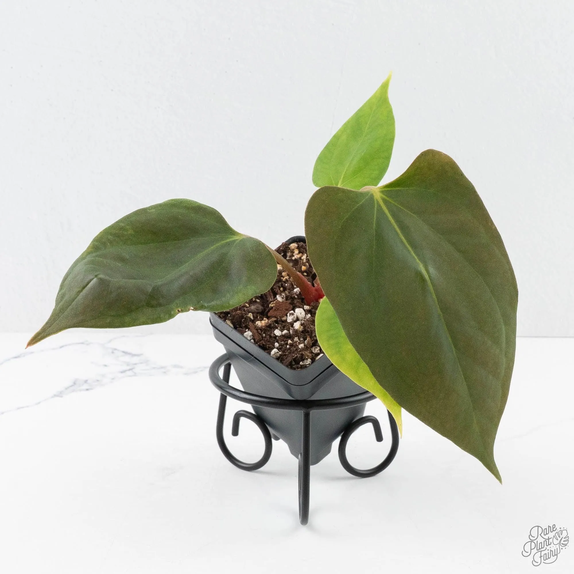 Anthurium Portillae ‘NSE Dewey Frisk’ *Grower's Choice*