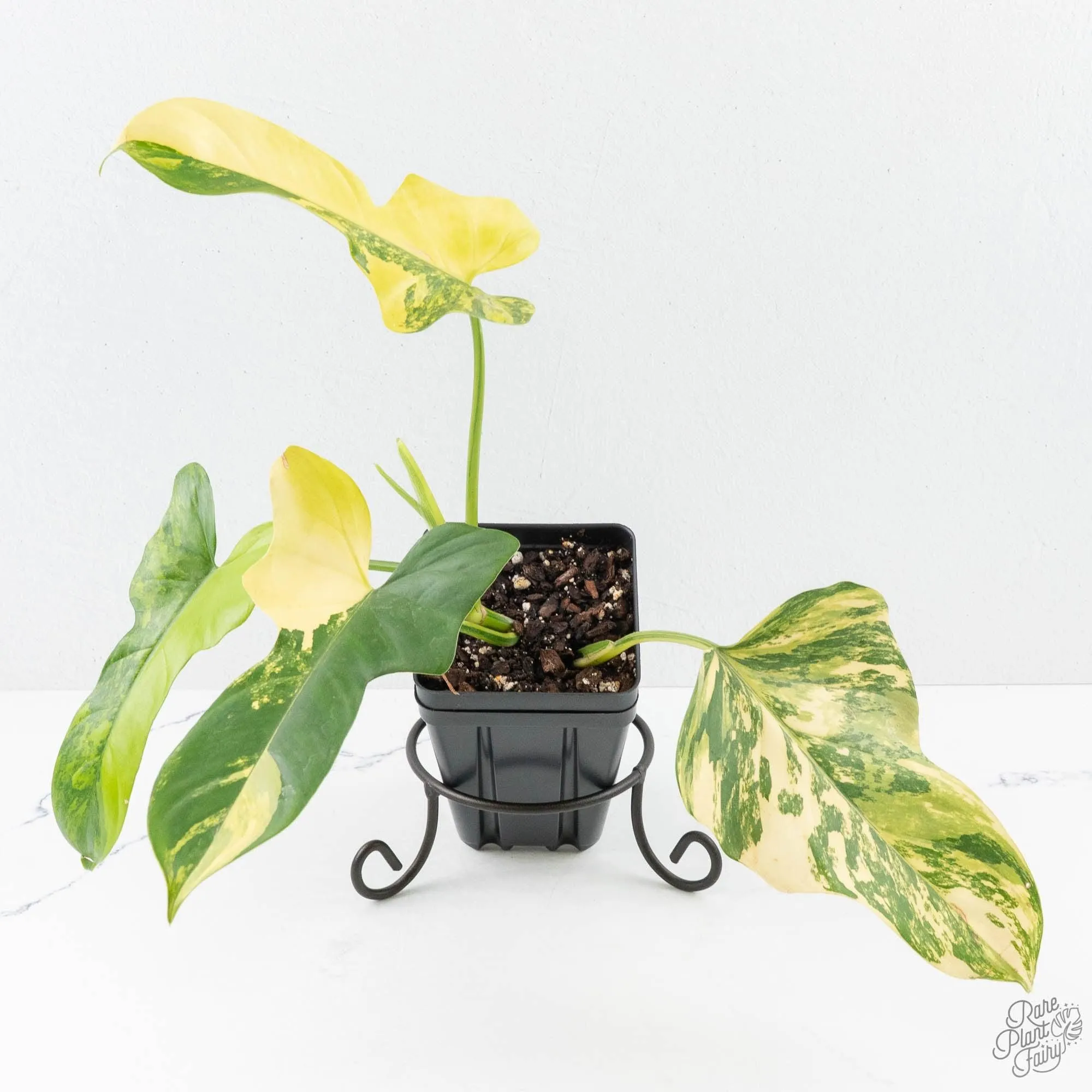 Philodendron Bipennifolium Variegated 'Violin' *Grower's Choice*