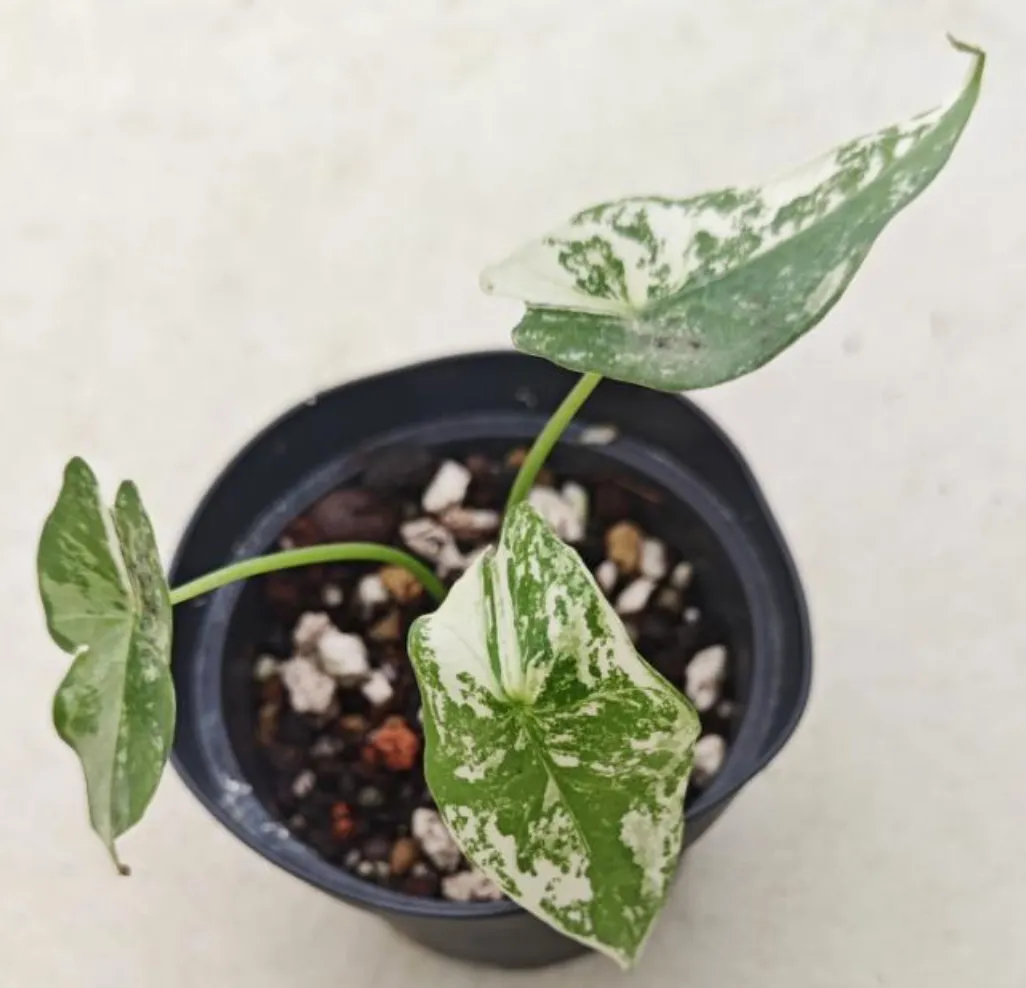 Alocasia Simpo Albo Var Tissue Culture