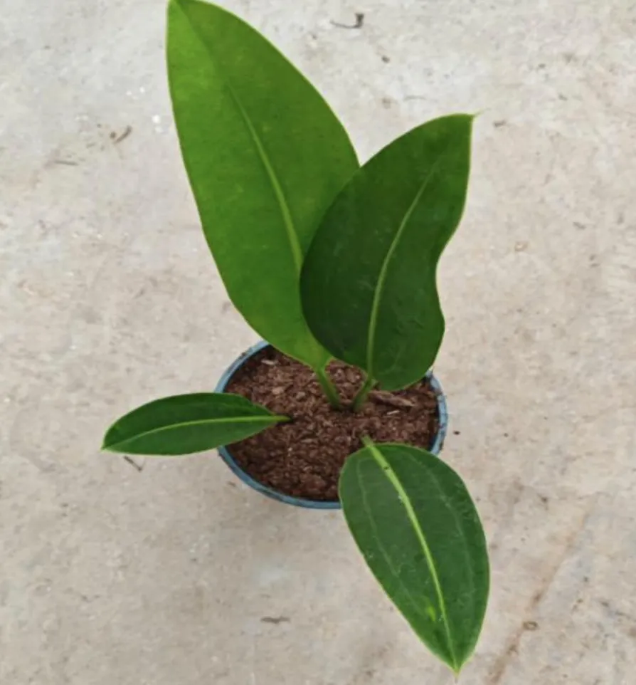 Anthurium Willdenowii Kunth Tissue Culture