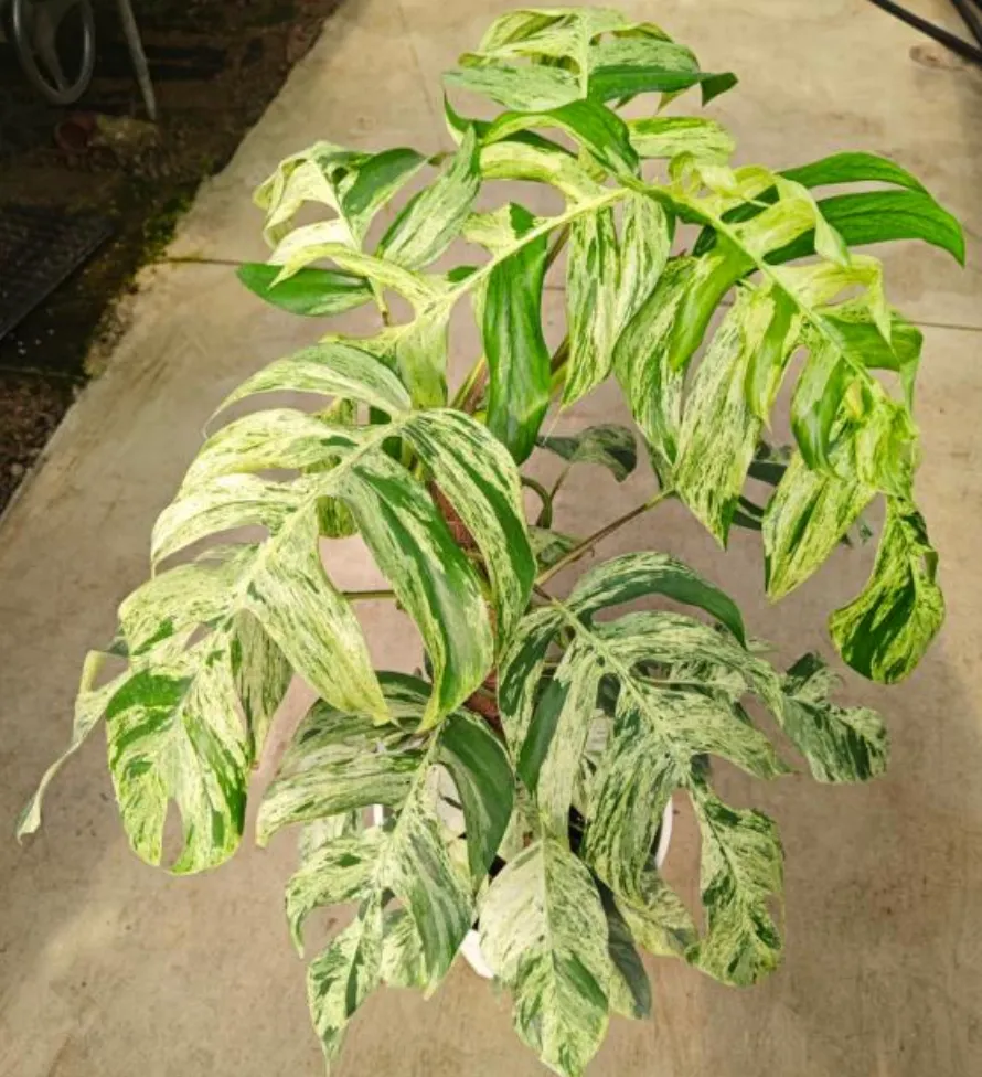 Epipremnum Pinnatum 'Marble' Tissue Culture