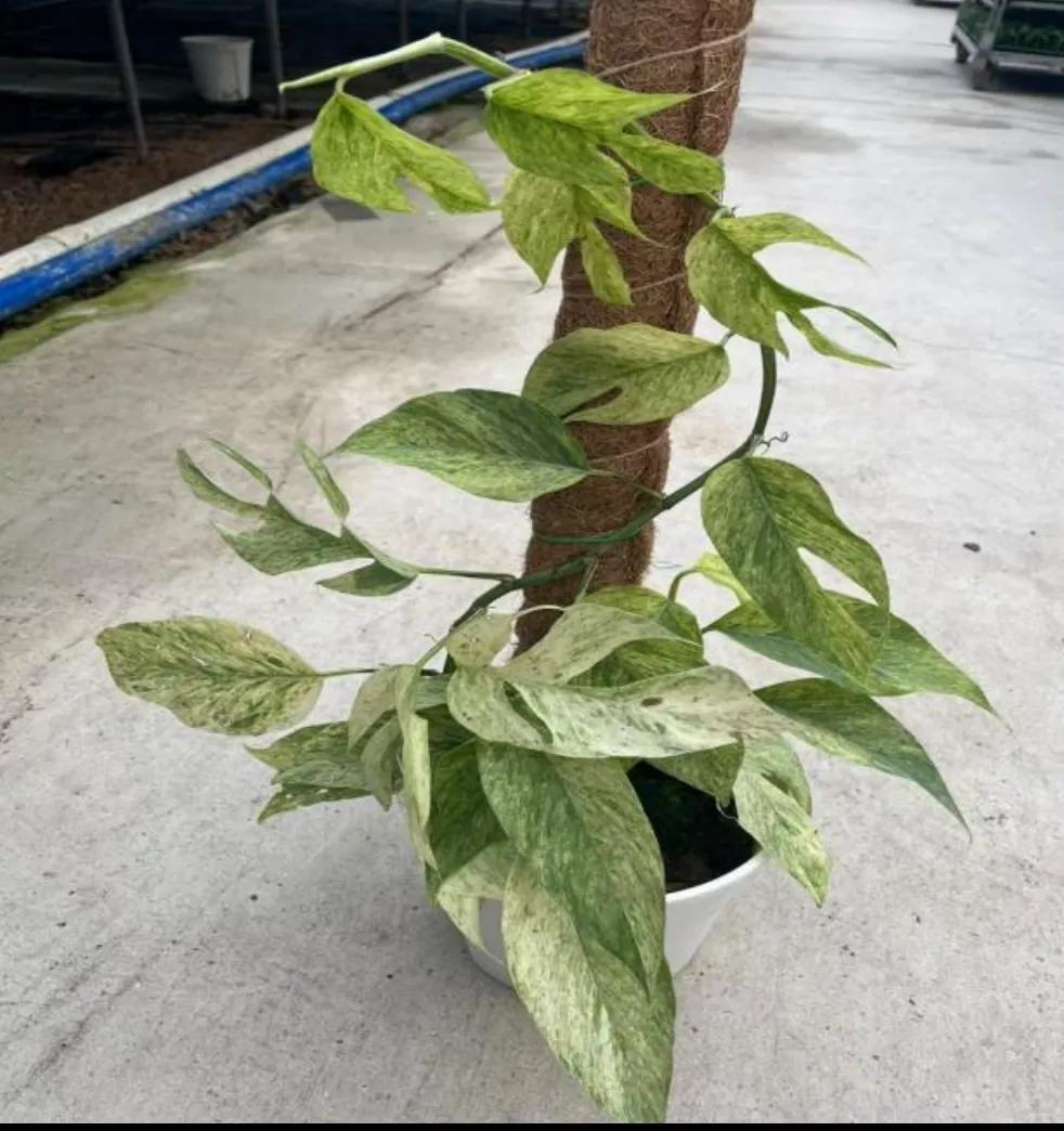 Epipremnum Pinnatum Mint Tissue Culture