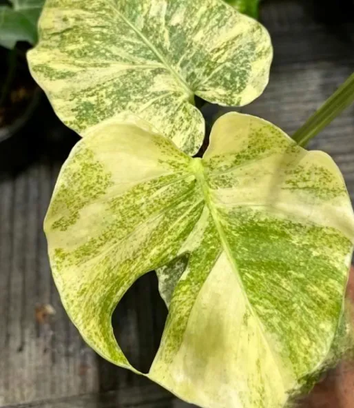 Monstera 'Legacy' Tissue Culture