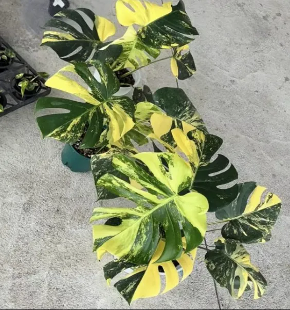 Monstera Deliciosa Lemon Pom Pom Tissue Culture