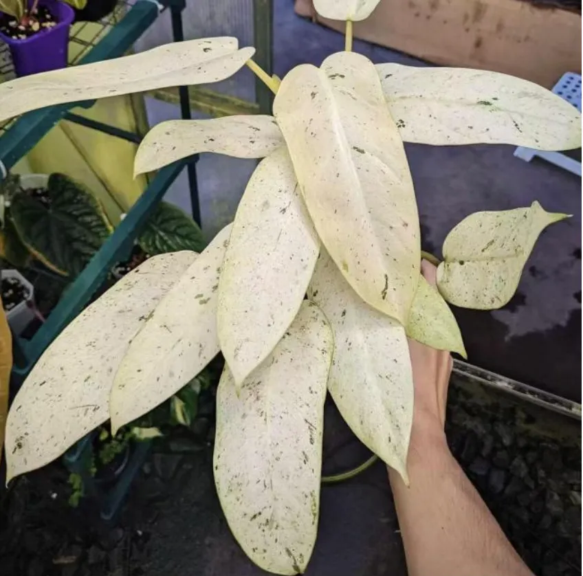Philodendron Whipple Way Tissue Culture