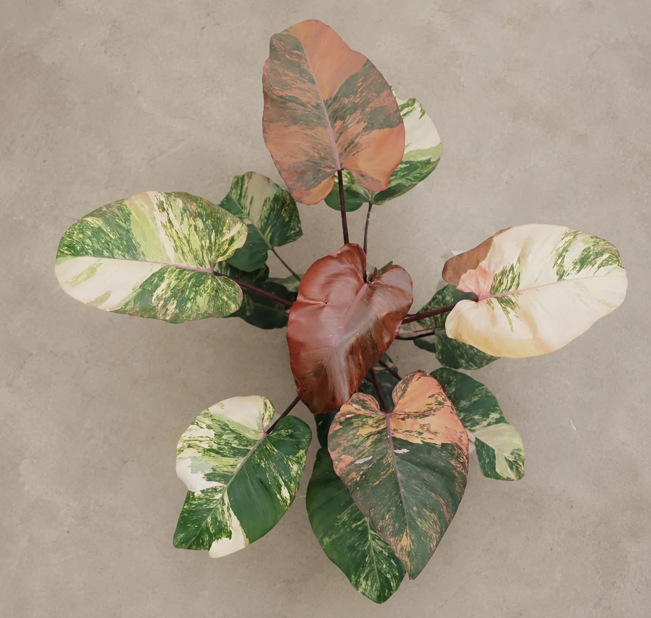 Philodendron Rosy Clouds Tissue Culture