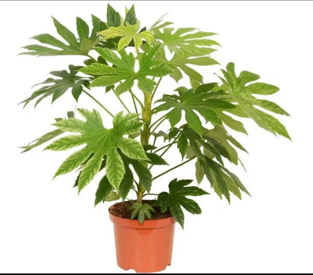 Fatsia japonica 'Spider's Web Tissue Culture