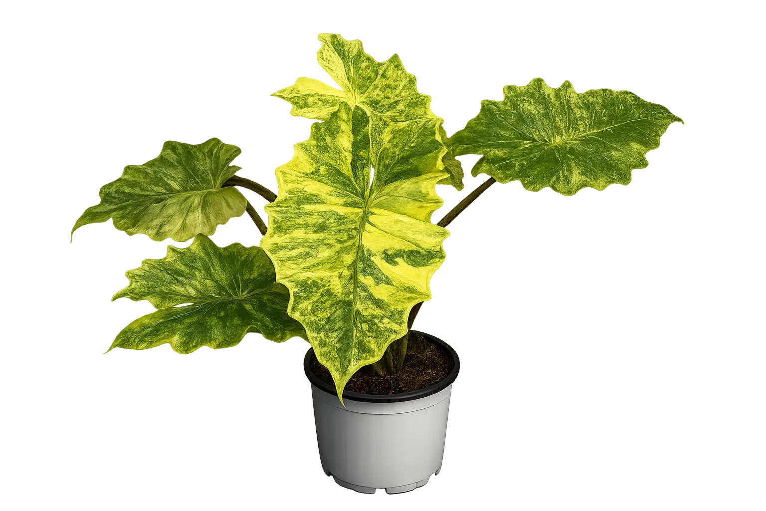 Alocasia 'Portora' Aurea Var Tissue Culture