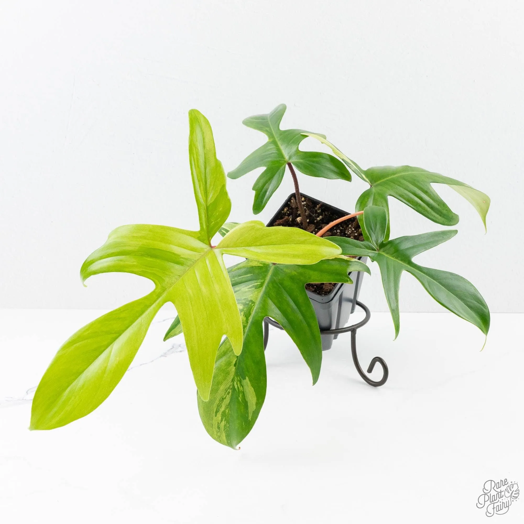 Philodendron 'Florida Beauty' Albo/Mint Variegated (wk26-UA)