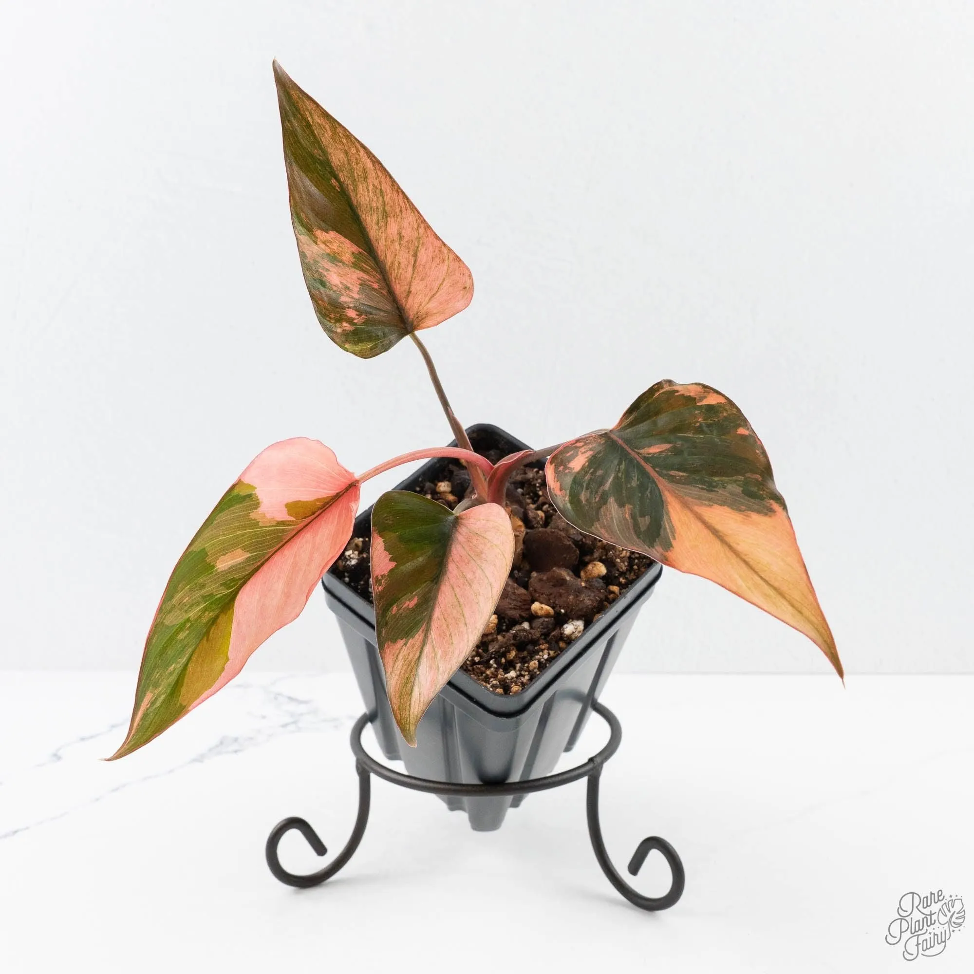 Homalomena cf. Aromatica (Spreng.) Variegated 'Pink Diamond' (wk26-G)