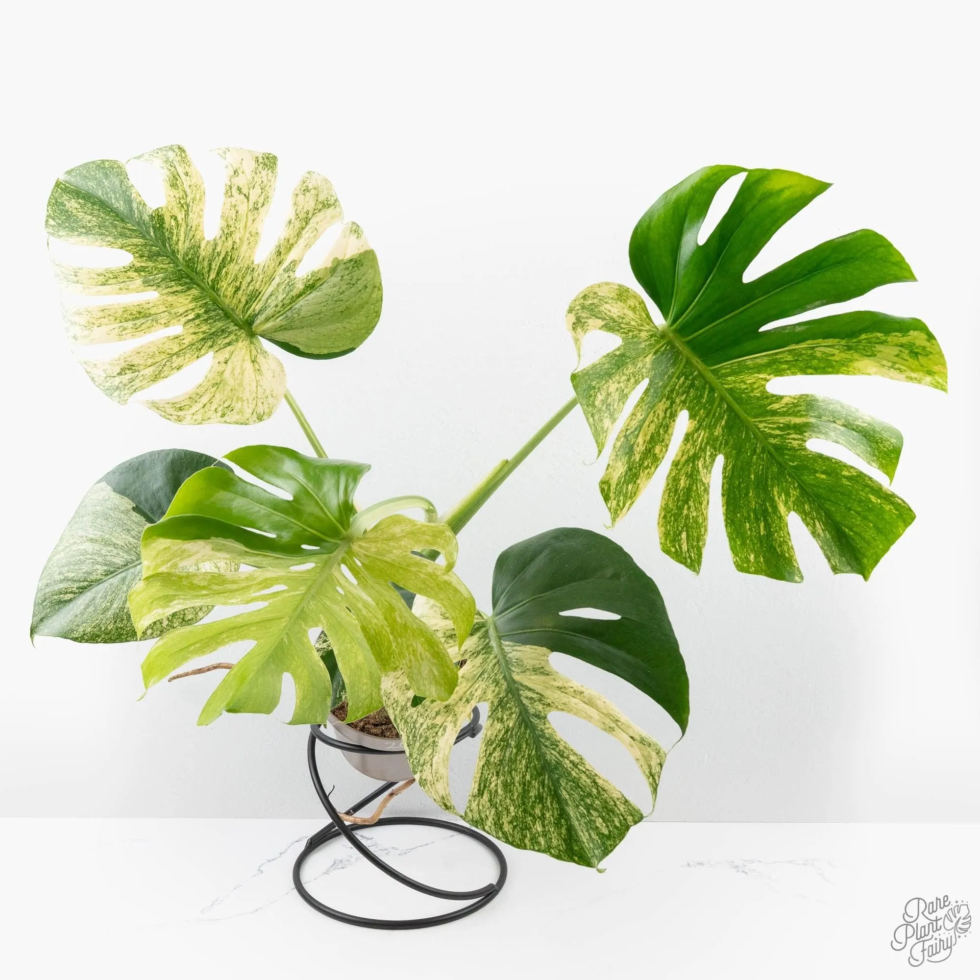Monstera Deliciosa 'White Monster' (wk26-A)