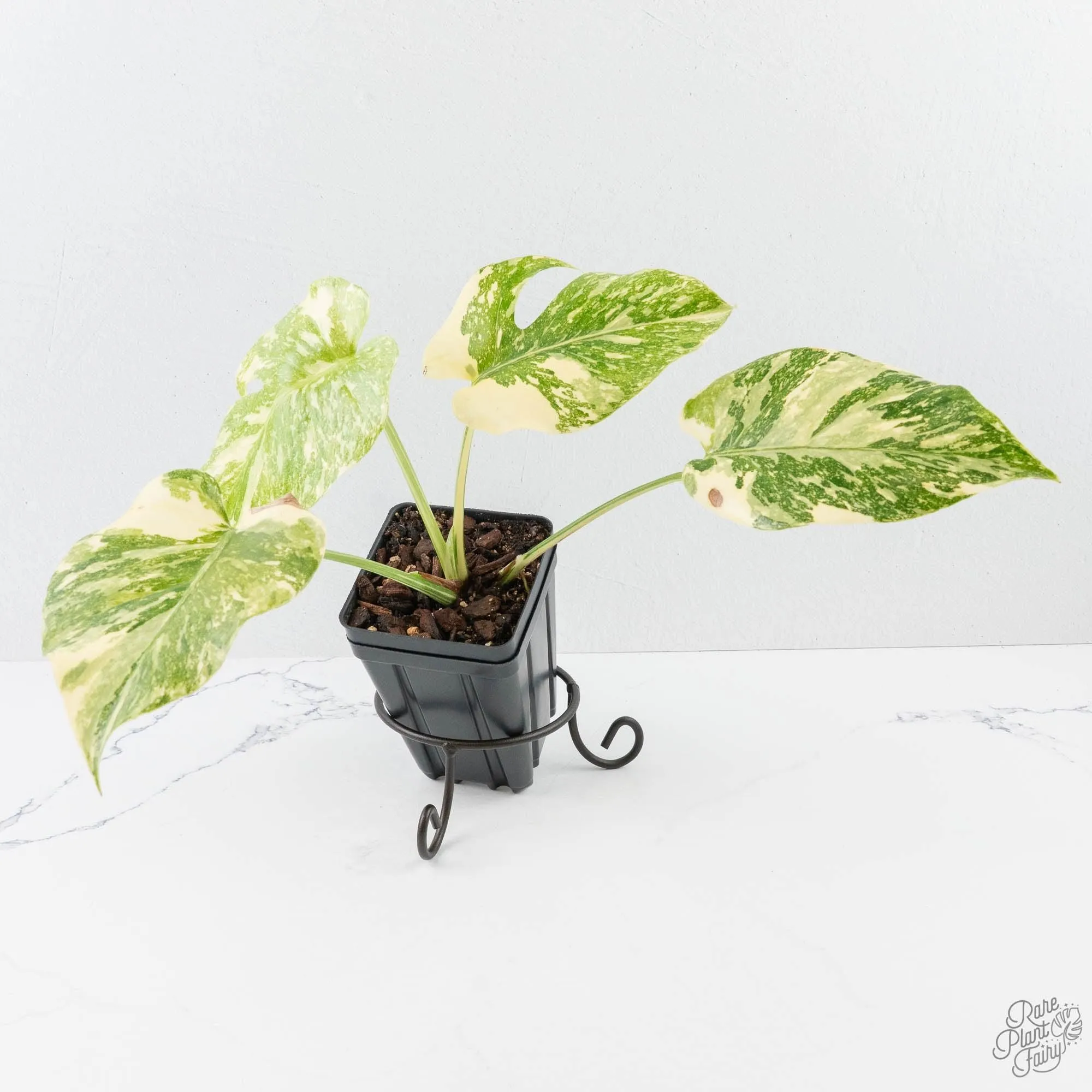 Monstera Deliciosa 'Creme Brûlée' (wk26-D)