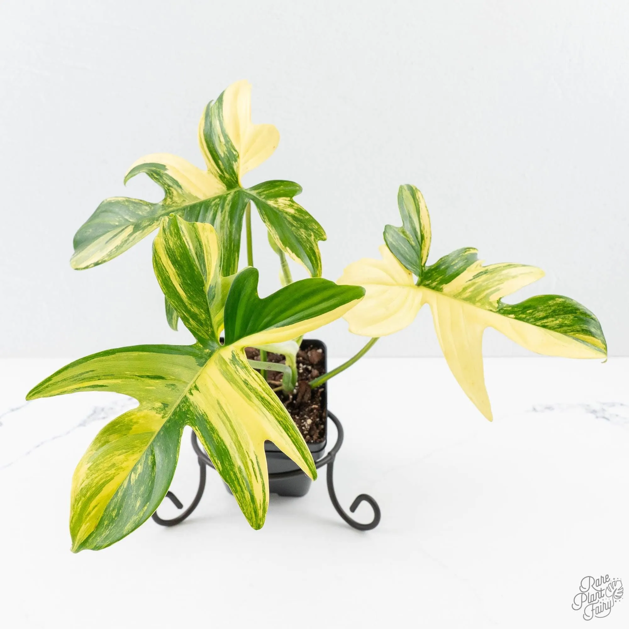 Philodendron 'Pedatum' Variegated (wk26-H)