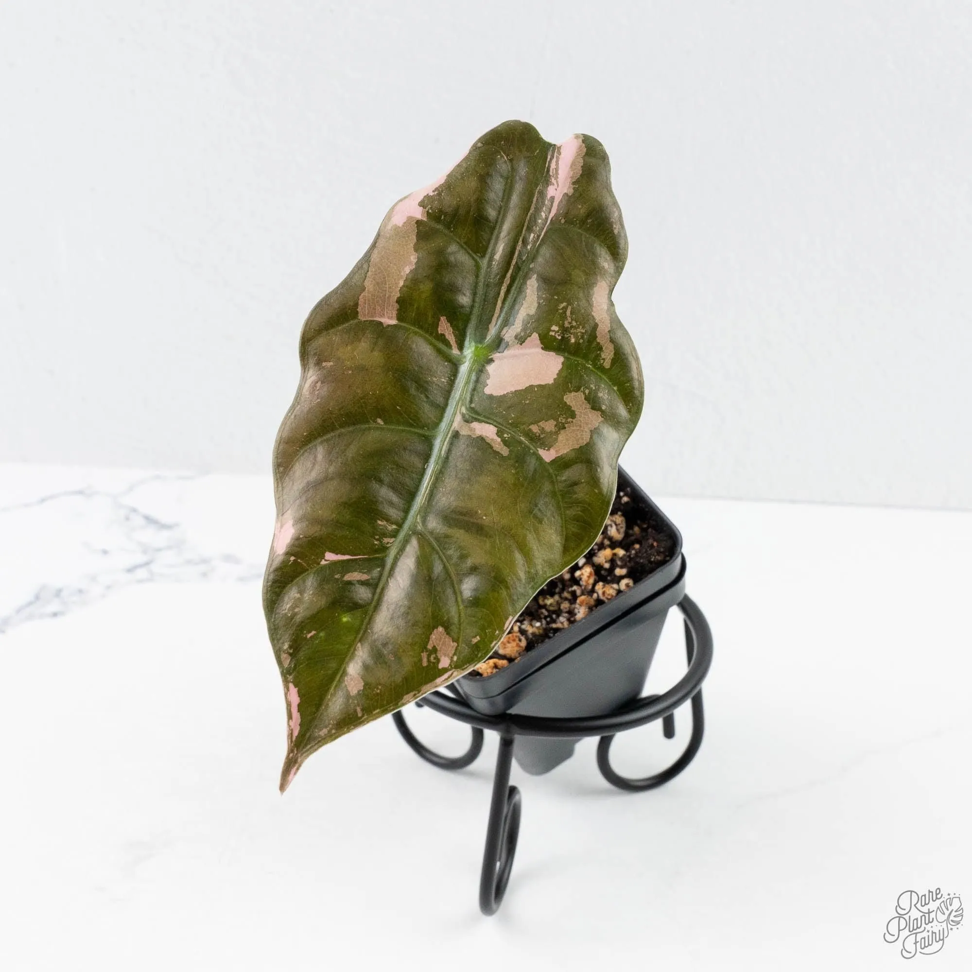 Alocasia Chantrieri Pink Variegated (wk26-B)