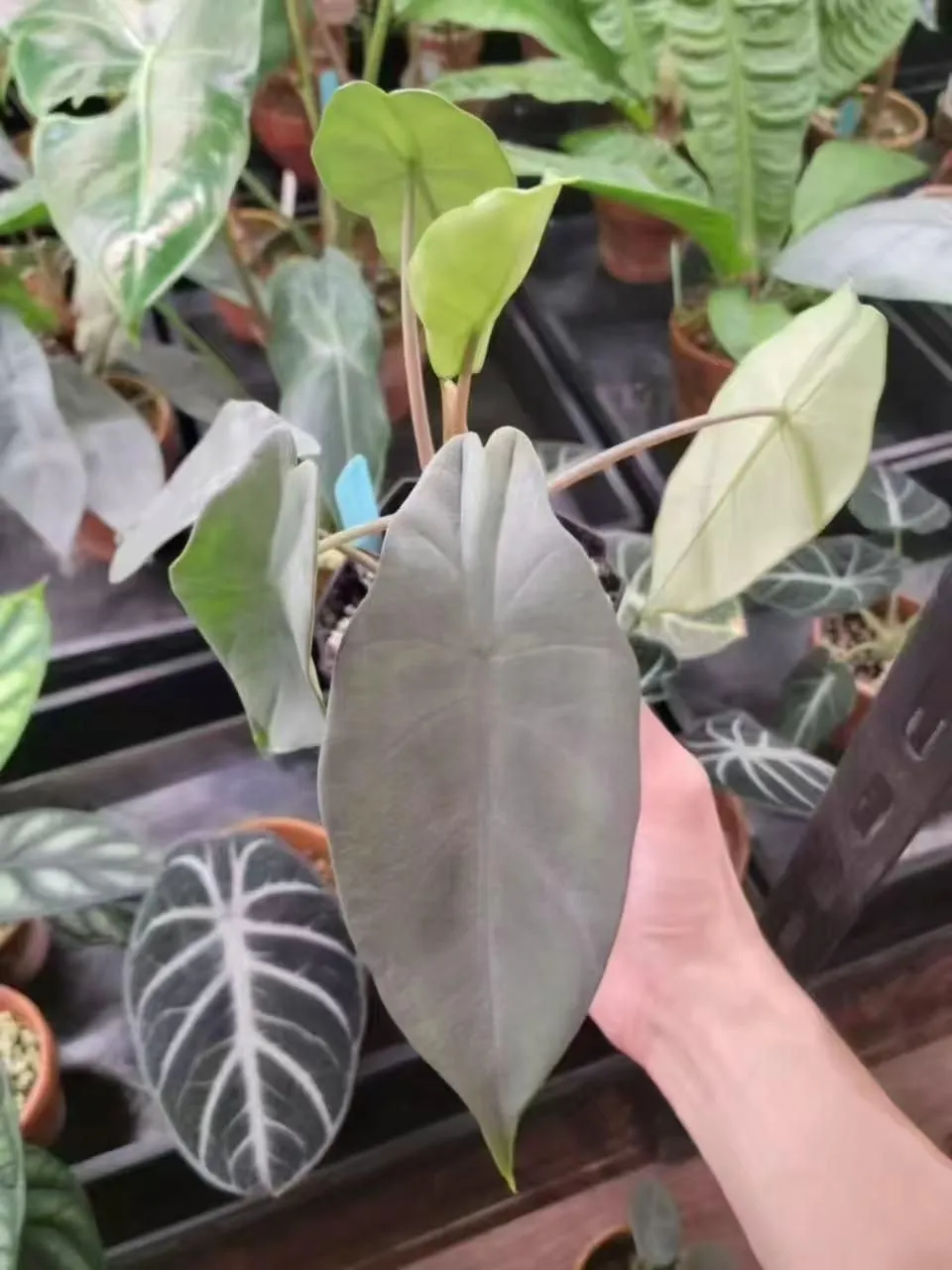 Alocasia Peltata Silver Grey Tissue Culture