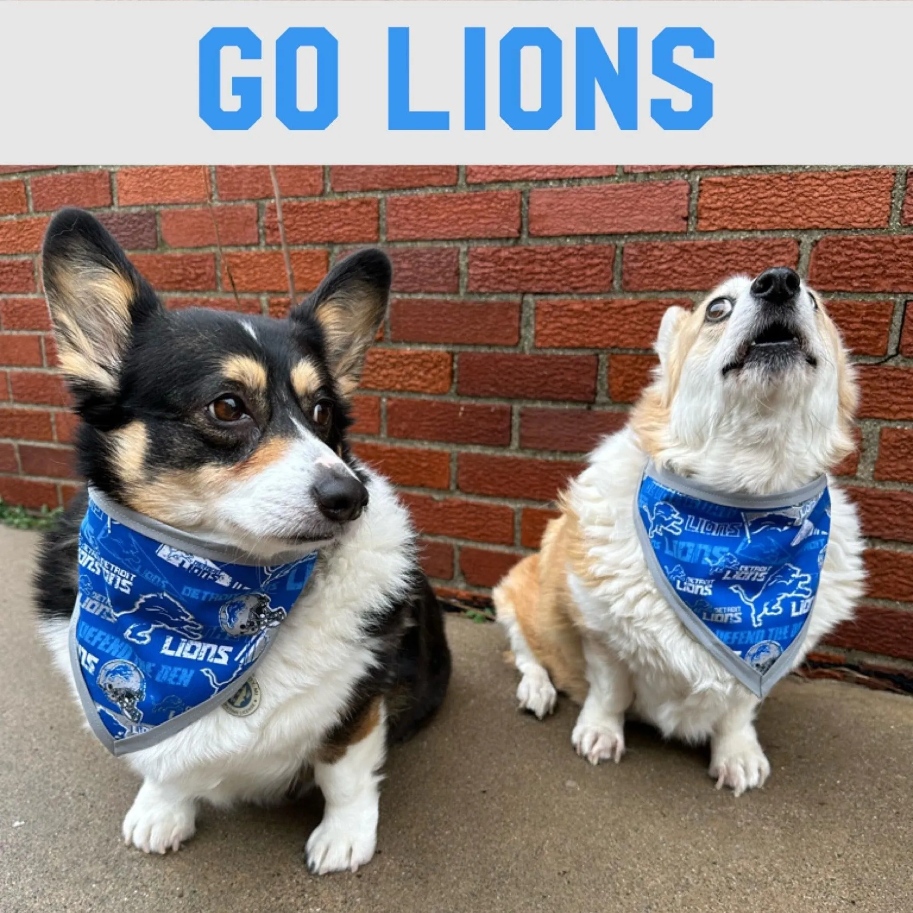 Lions Retro Fun Fabric Pet Bandanna