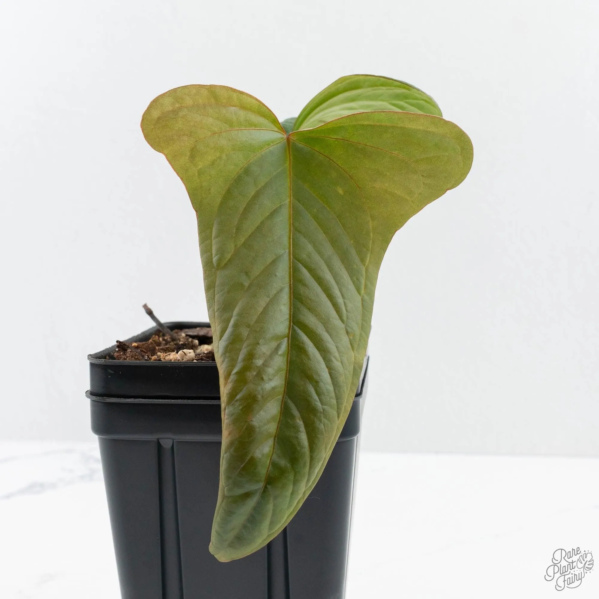 Anthurium Sp. Trilobe Rio Guanche (wk24-UQ)