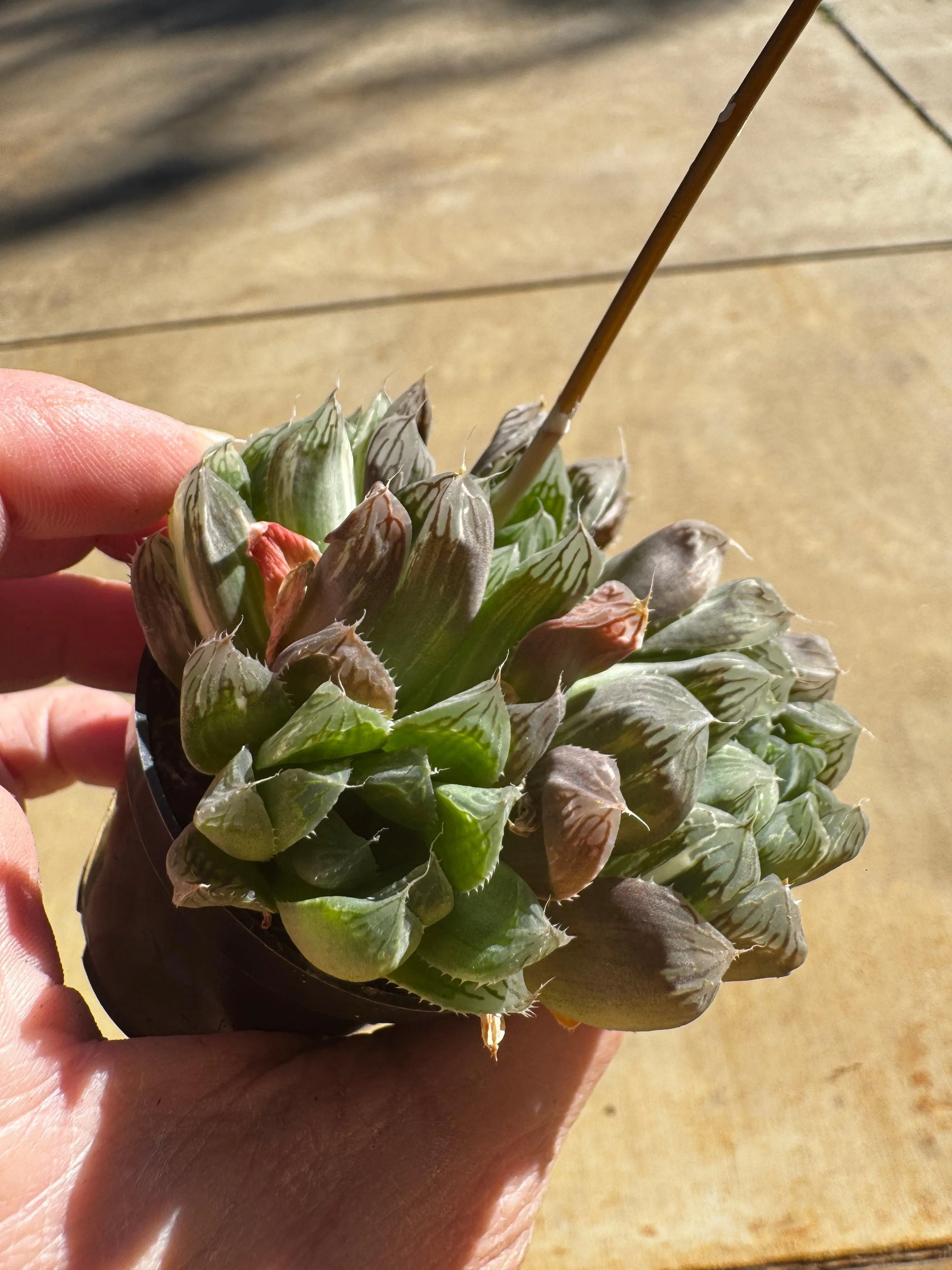 Haworthia Cooperi