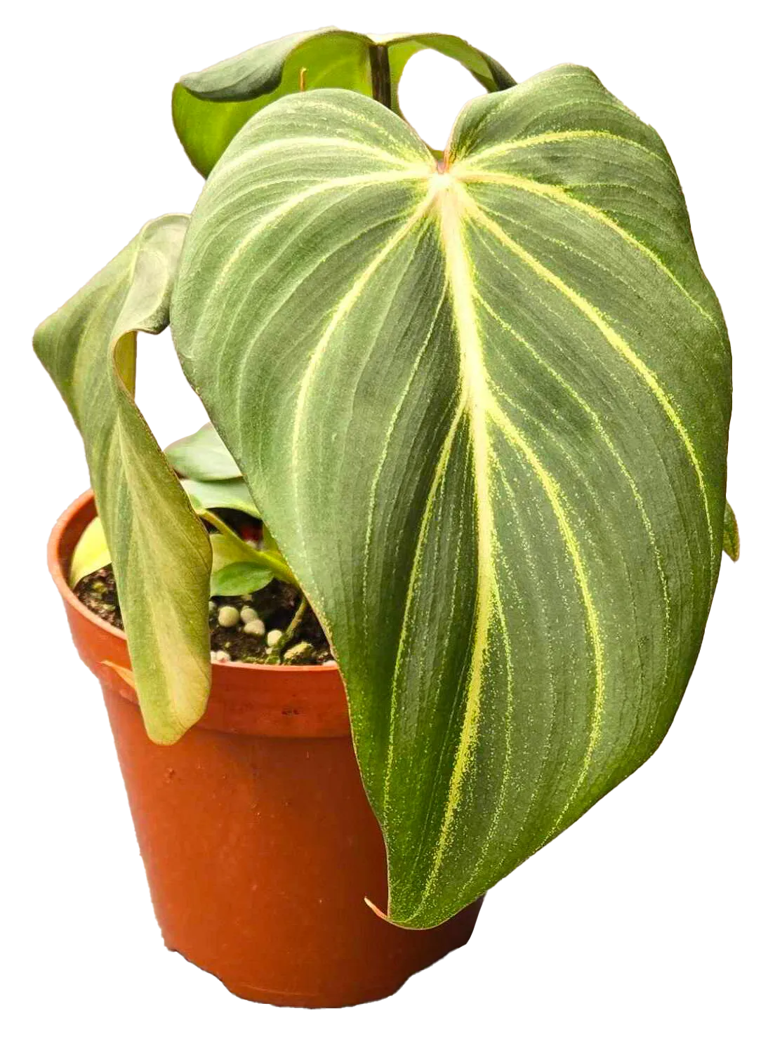 Philodendron Gloriosum 4 inch in Grower Pot
