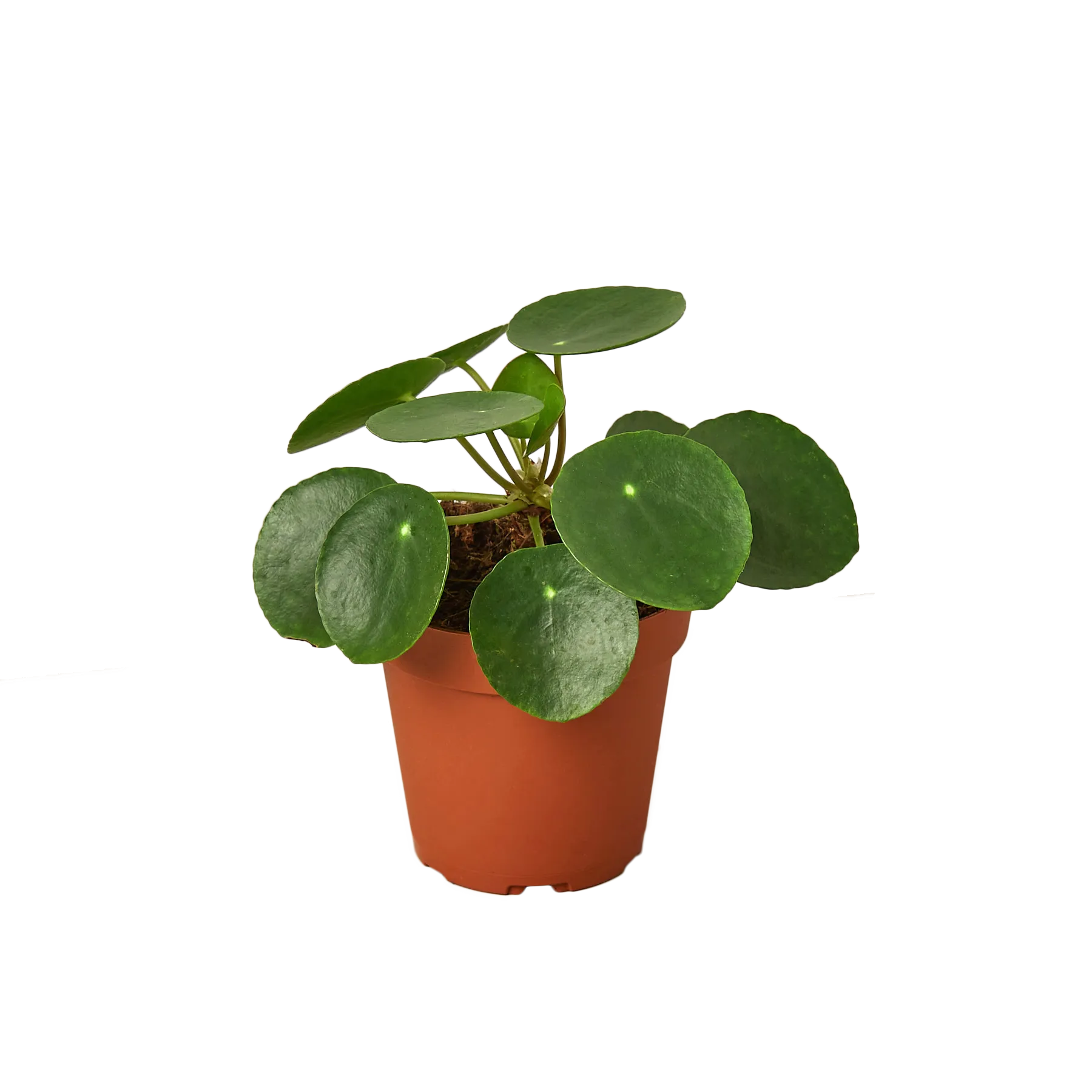 PILEA PEPEROMIODES 4-inch