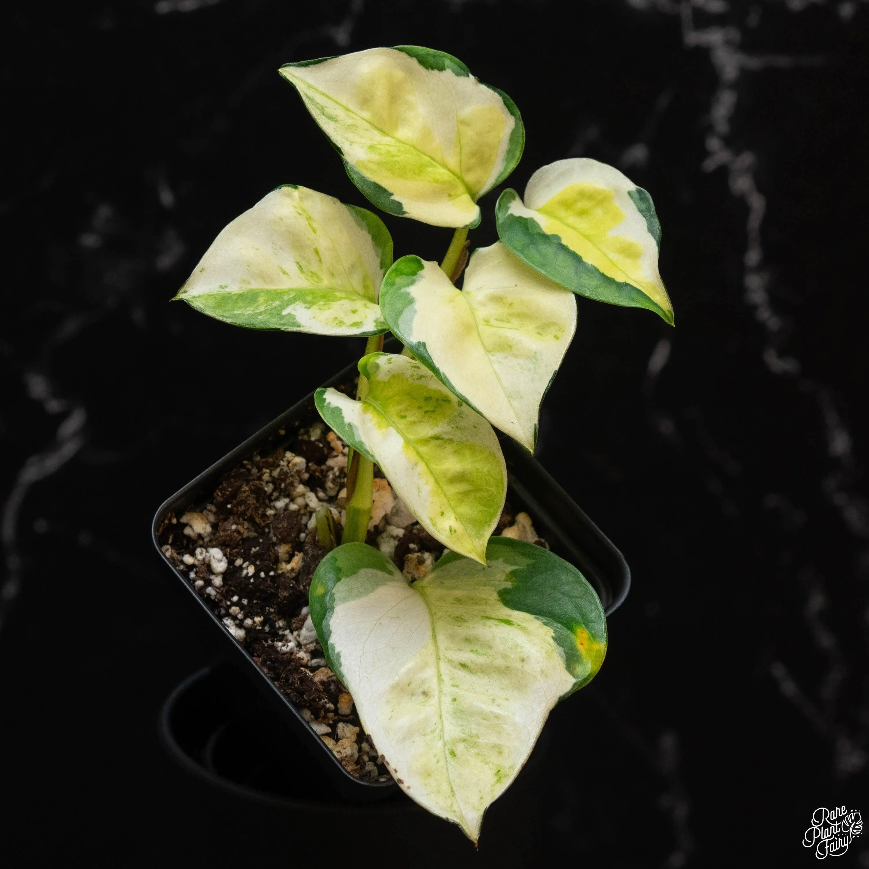 Epipremnum aureum 'Japanese Global' *Grower's Choice*