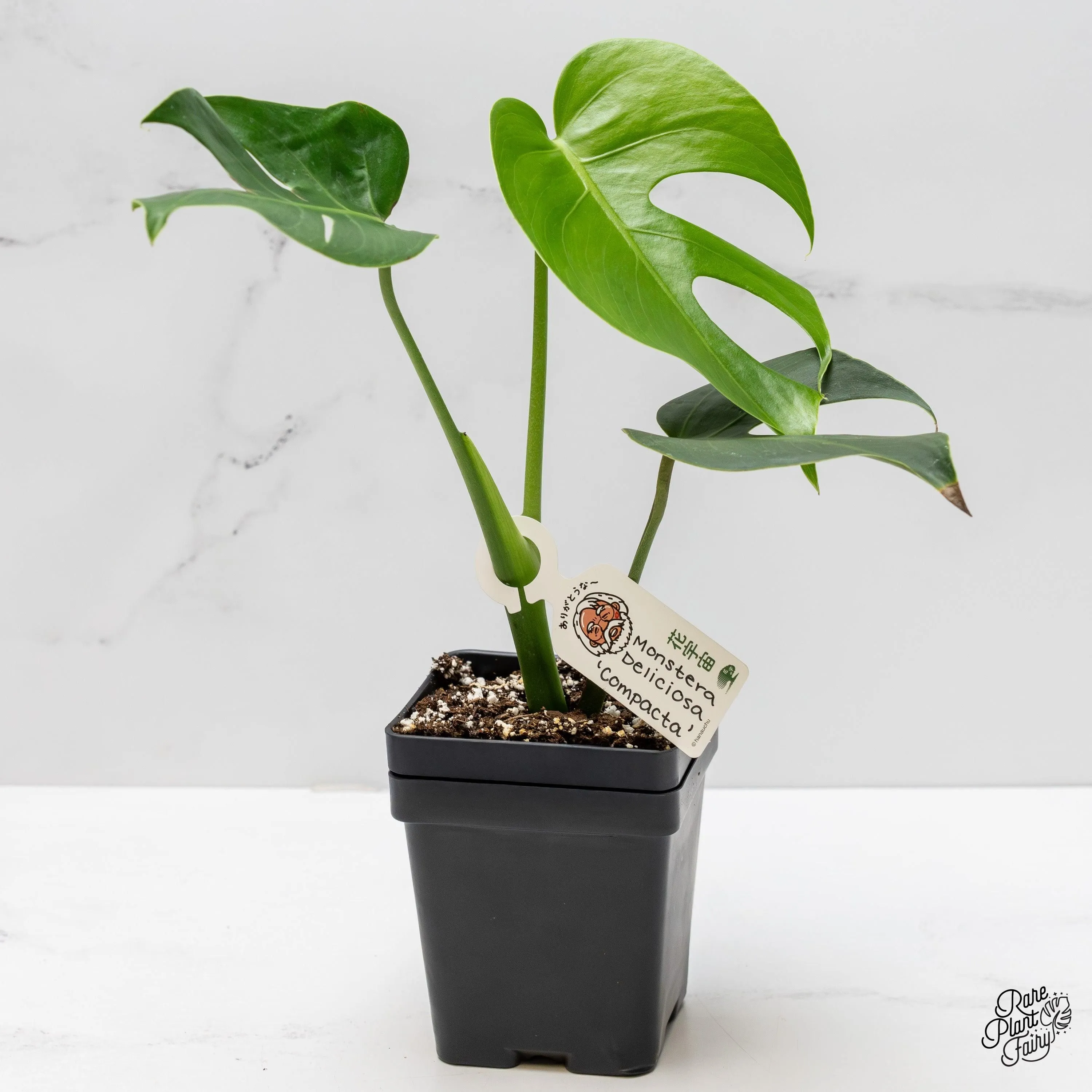 (Anniversary Sale Test) Monstera Deliciosa 'Compacta' with Kunzo Tags *Grower's Choice*