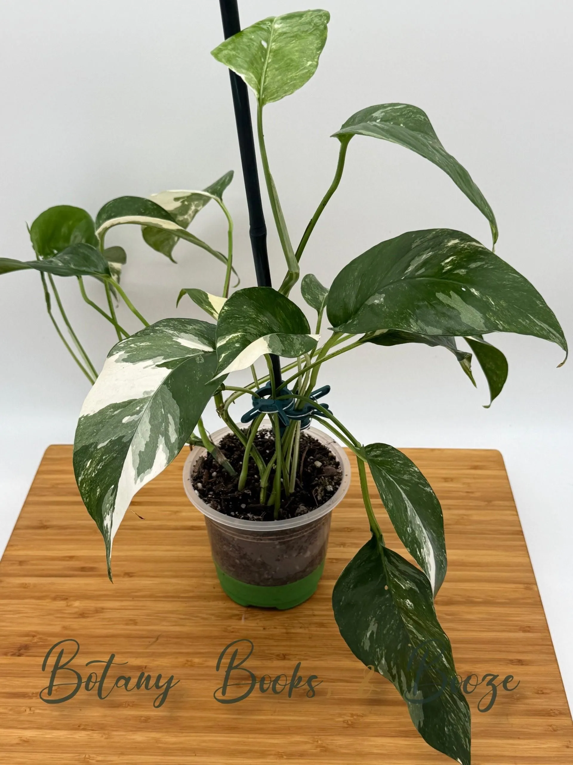 Epipremnum pinnatum Albo-Variegata (Albo Pothos)