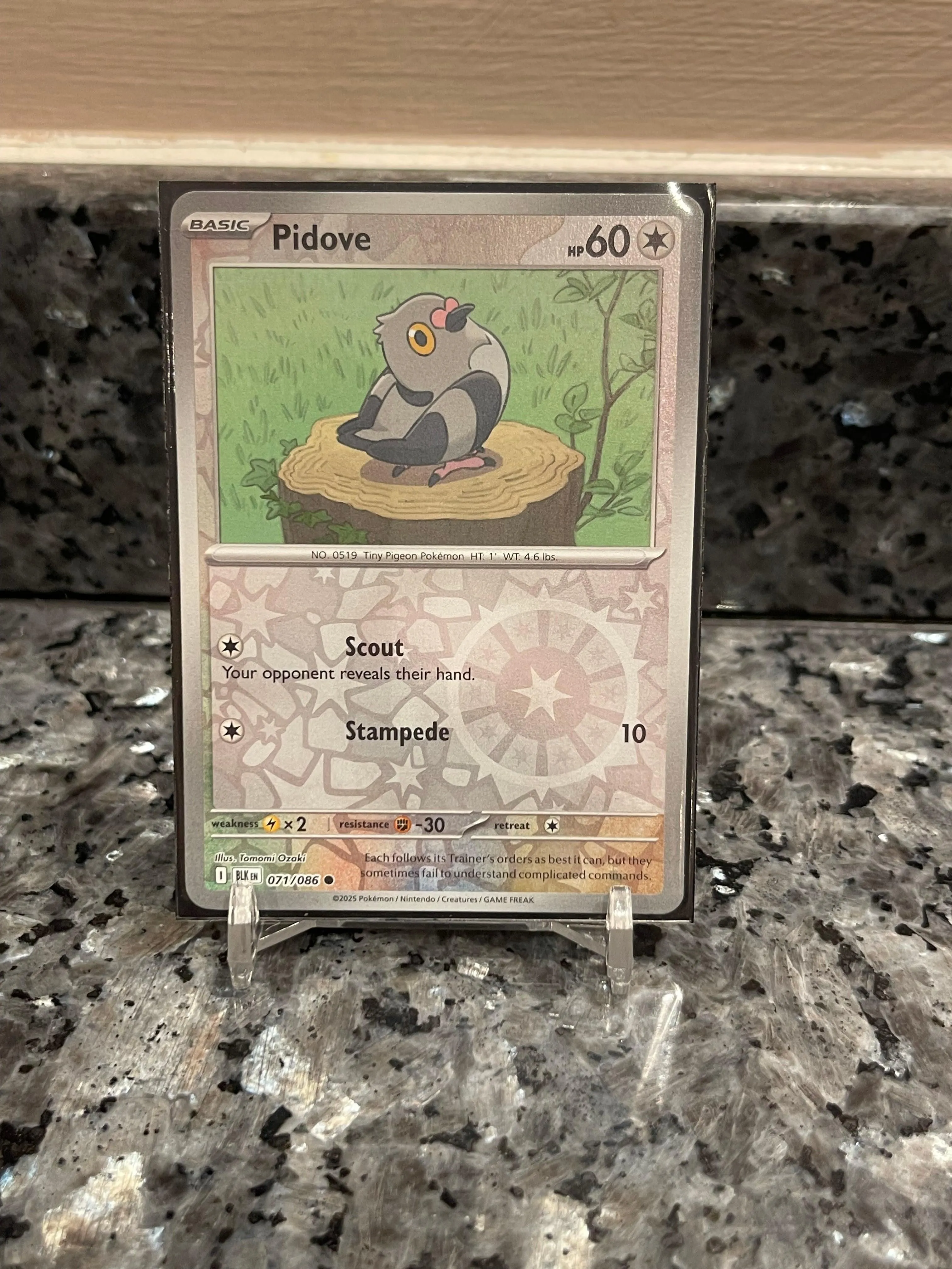 Pokémon TCG Pidove Scarlet & Violet- Black Bolt 071/086 Holo