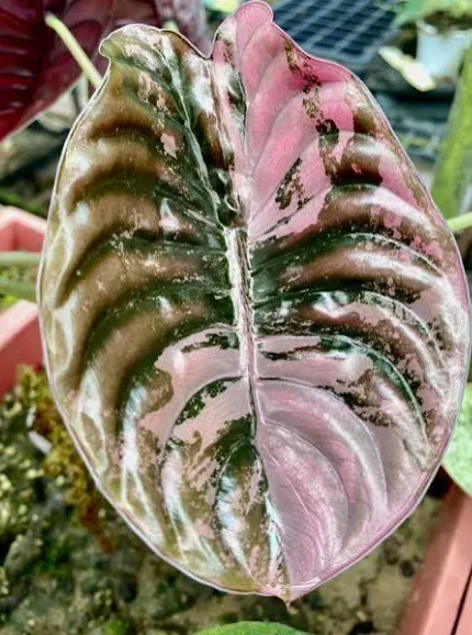 Alocasia Cuprea Red Secret Super Pink