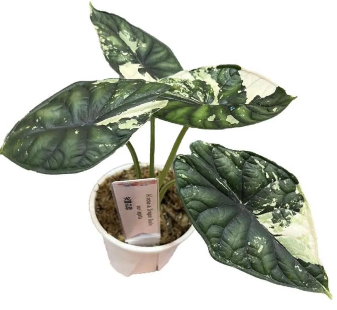 Alocasia Dragon Scale Albo Tissue Culture