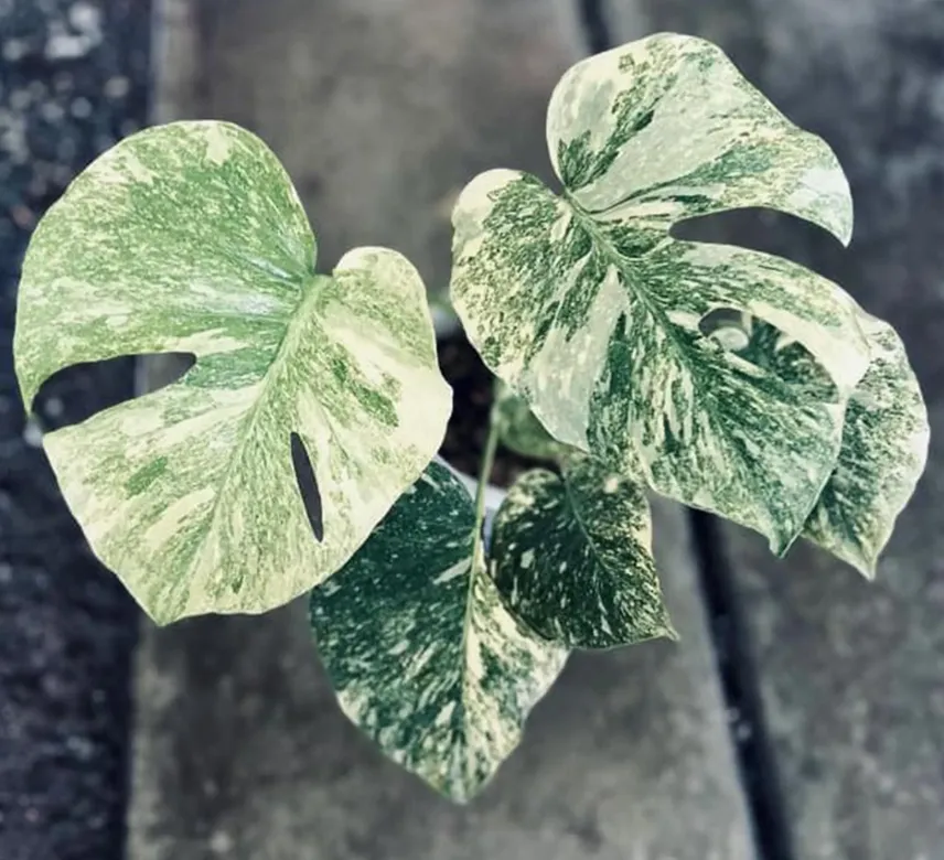Monstera Green Snow Tissue Culture