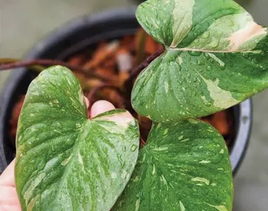Homalomena Rubescens Var Tissue Culture