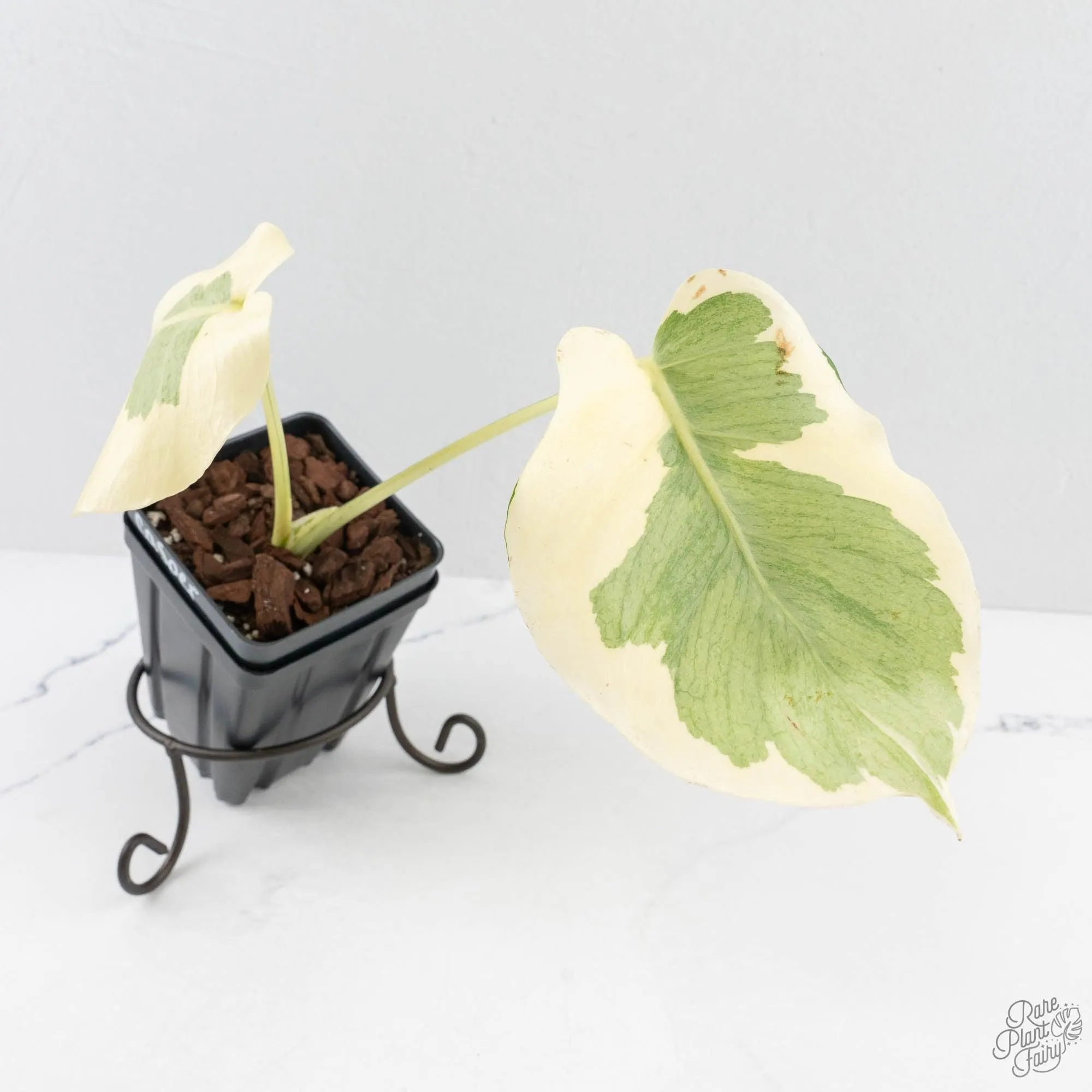Monstera Deliciosa 'Casper' (wk27-UC)