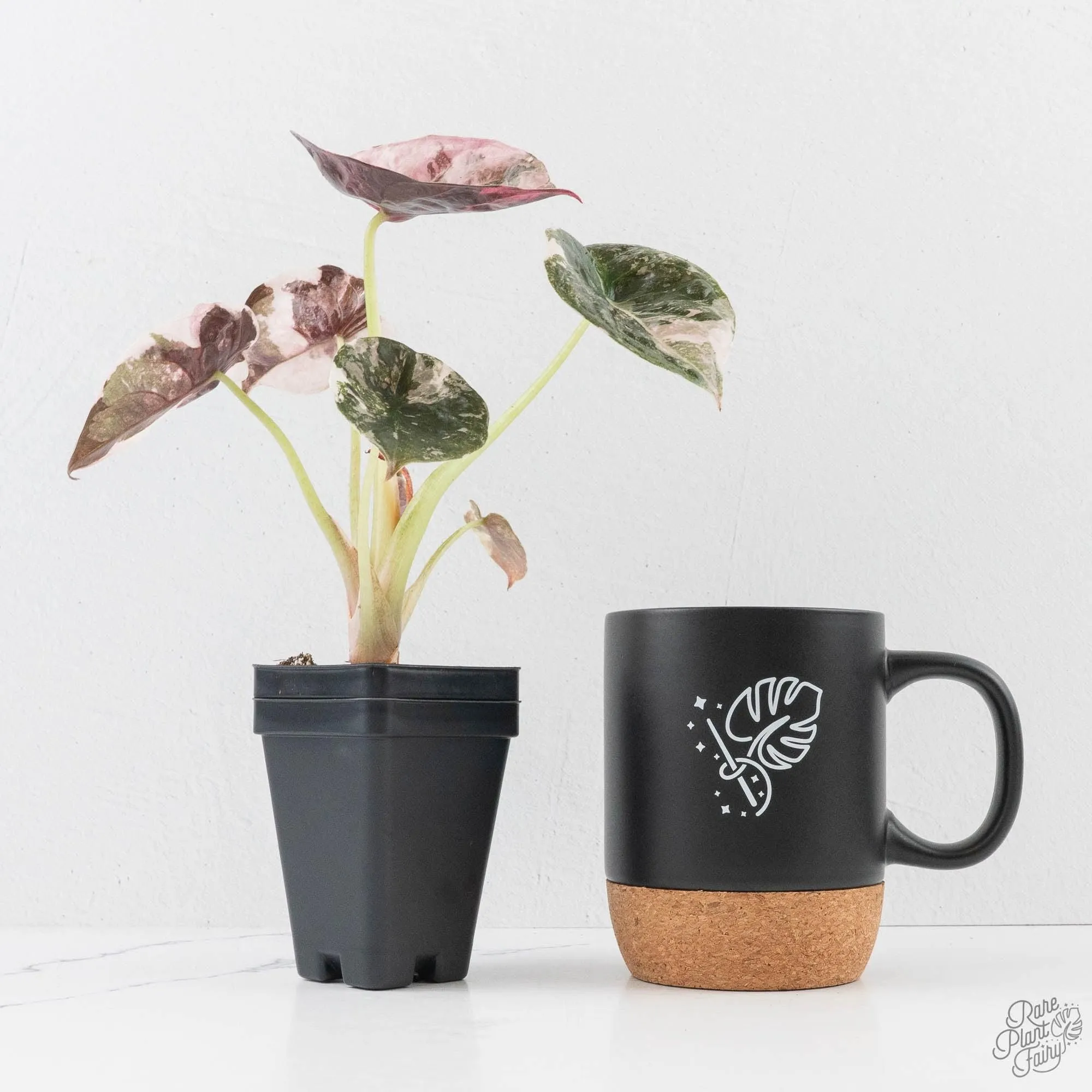 Alocasia 'Cuprea' Pink/Albo Variegated (wk27-K) *Corming Size*
