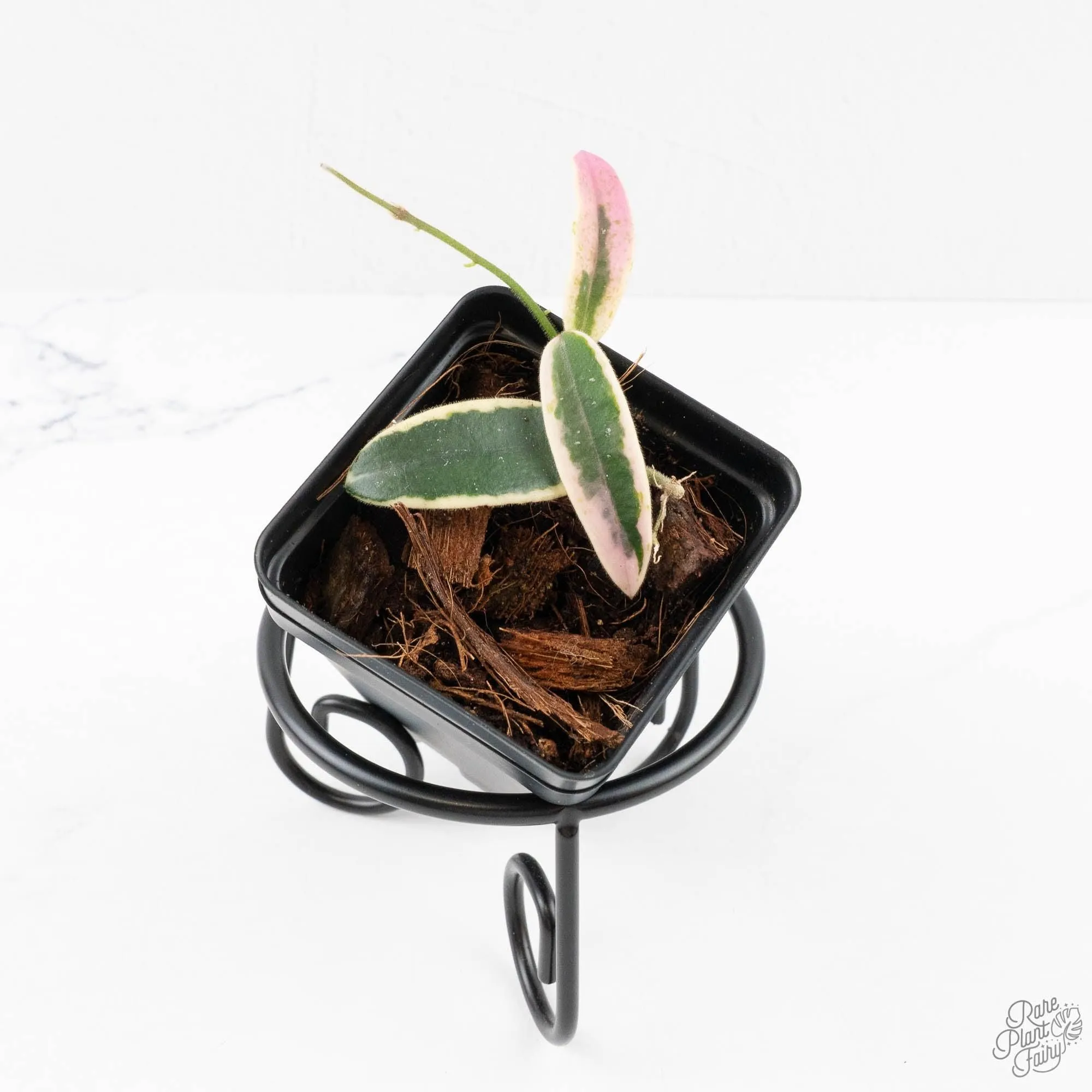 Hoya 'Lyi Prism' Pink Flower (wk27-E)