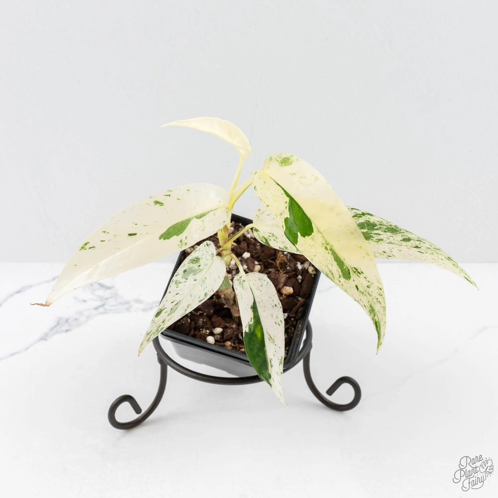 Epipremnum sp. Philippines albo variegated (wk27-I)