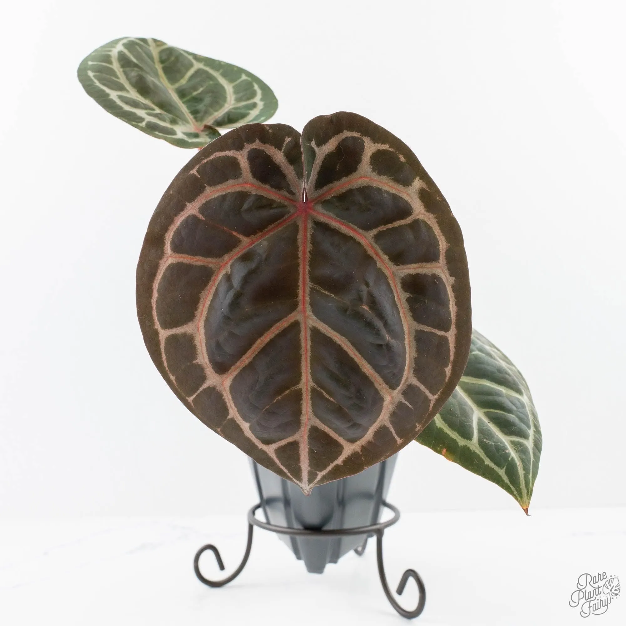 Anthurium Zara '31' x Zara '14' by DocBlock® (wk27-L)
