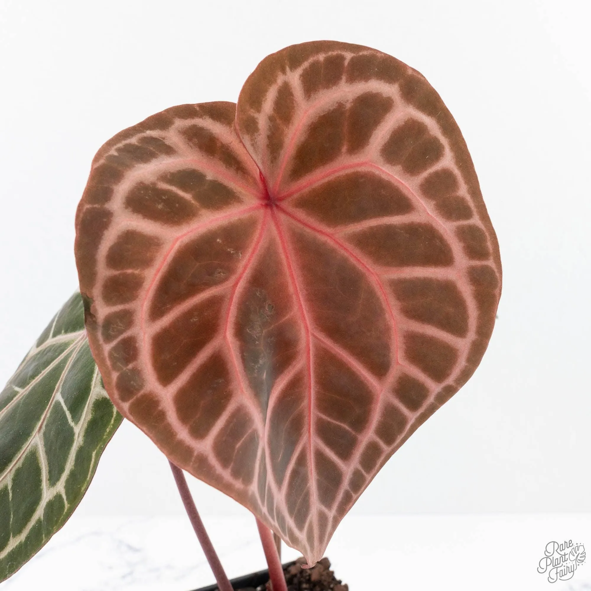Anthurium Home, Sweet Home '32' x Dark & Handsome '9' by DocBlock® (wk27-K)