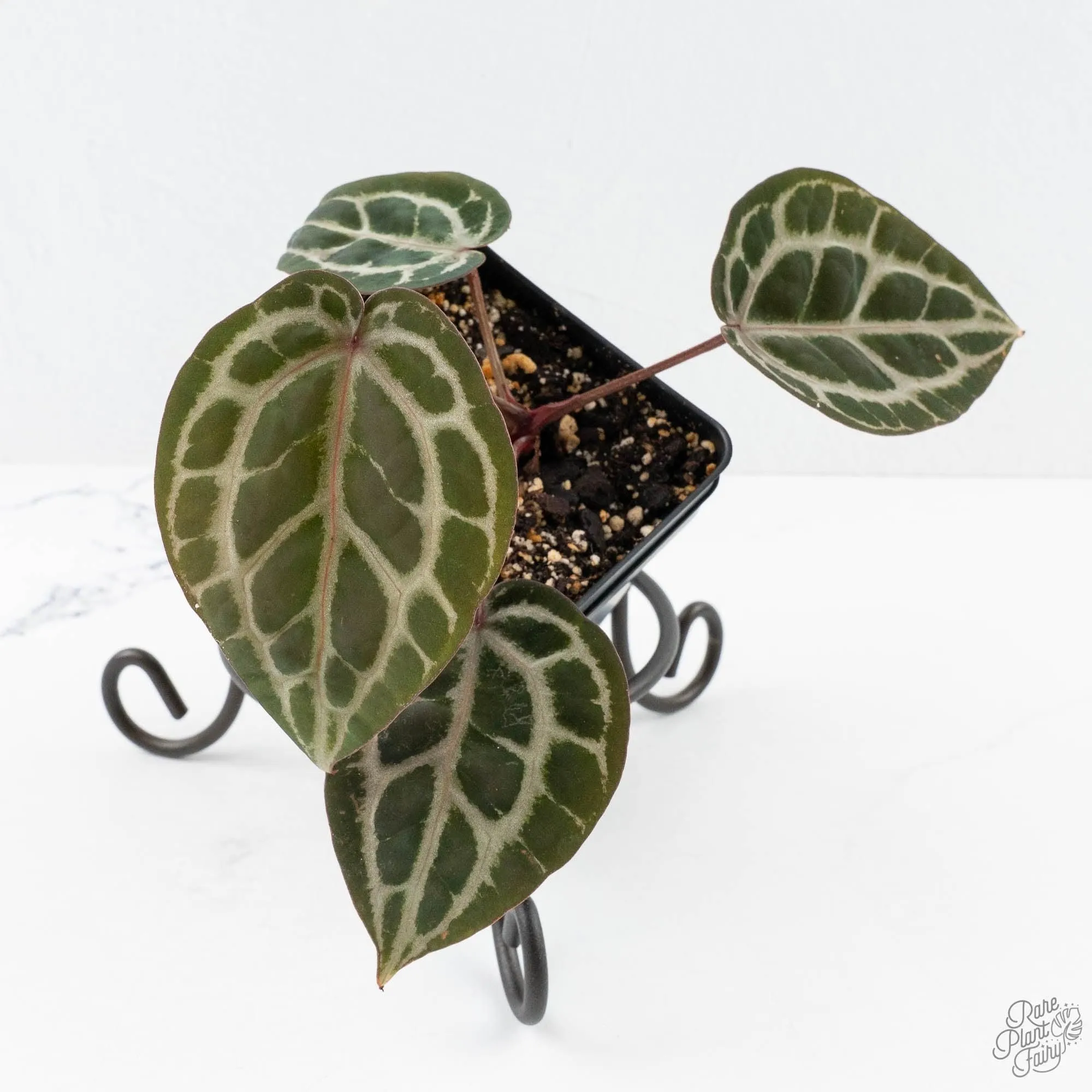 Anthurium Zara '31' x Tortoise Shell Grey '36' by DocBlock® (wk27-J)