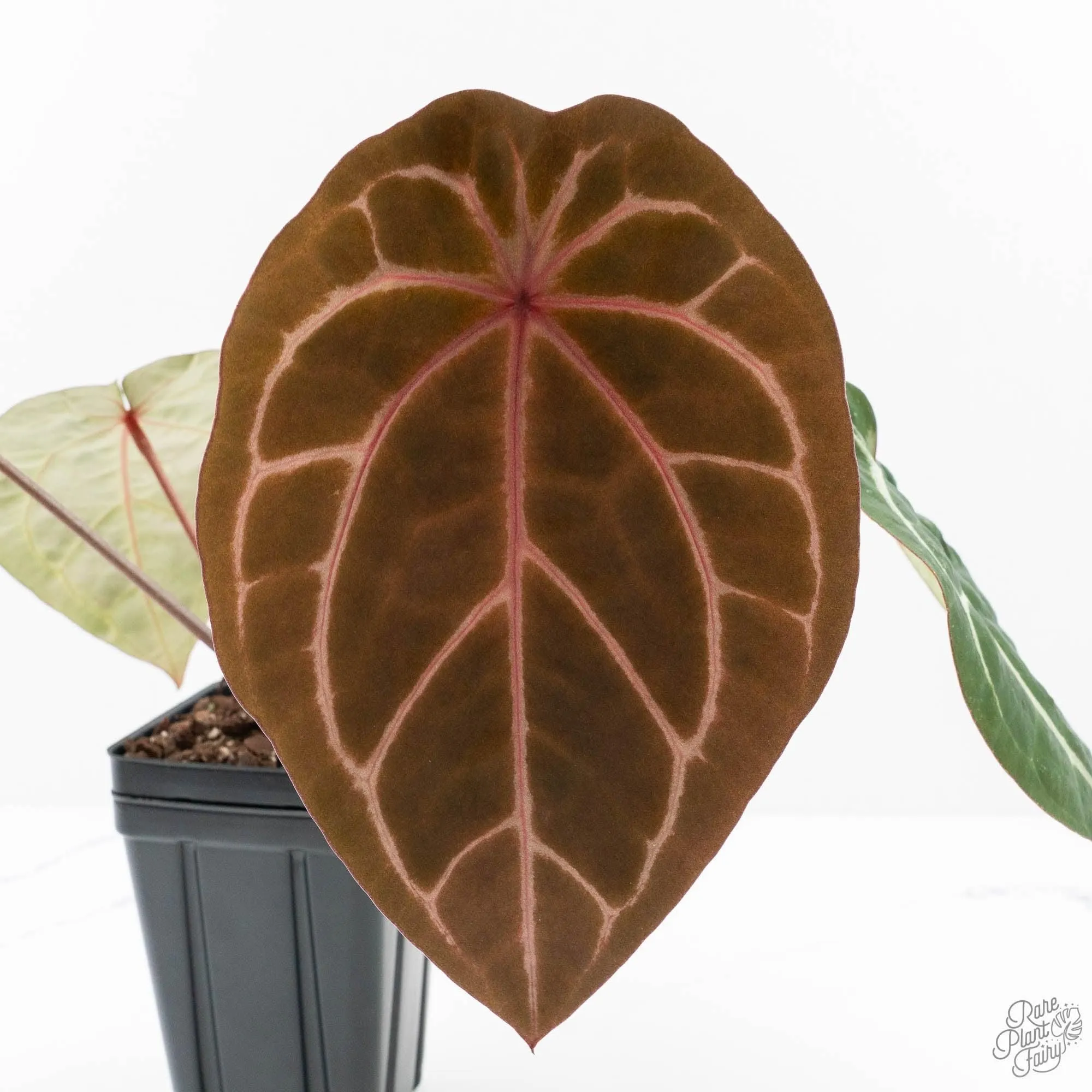Anthurium Michelle Hot Pink '23' x Zara '14' by DocBlock® (wk27-I)