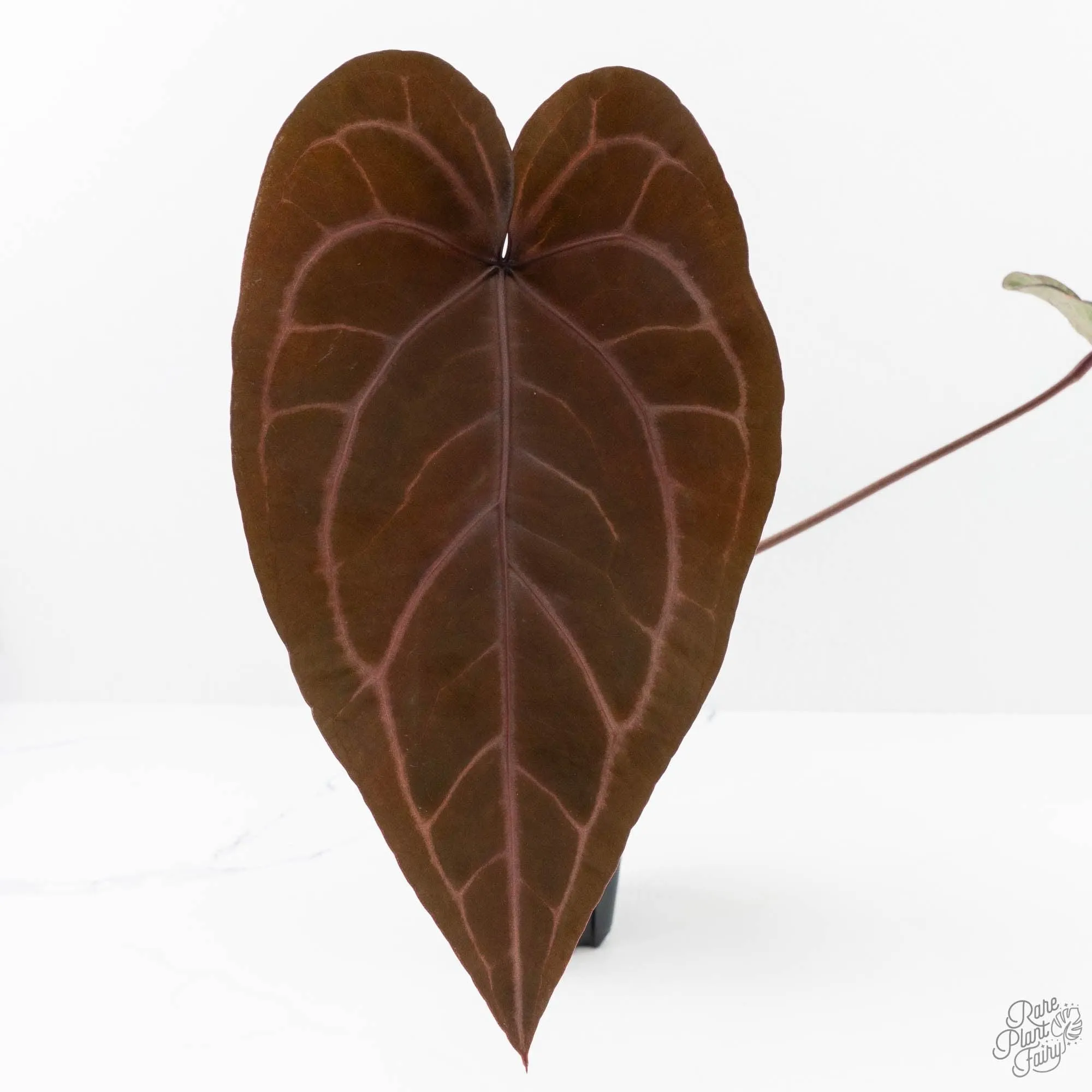 Anthurium Purple Rain '27' x Red Velvet Cake '24' by DocBlock® (wk27-H)