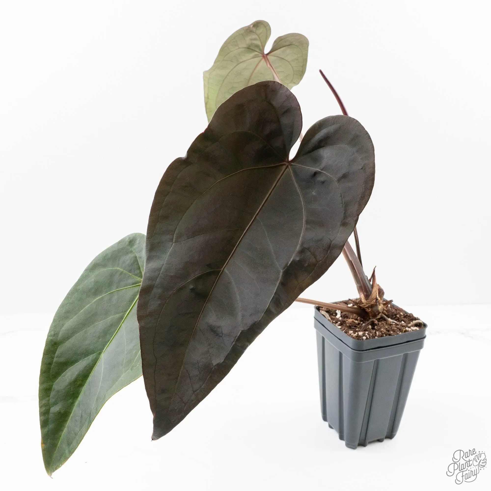 Anthurium Dark and Handsome '9' x Red Velvet Cake '24' by DocBlock® (wk27-G) Extra Dark