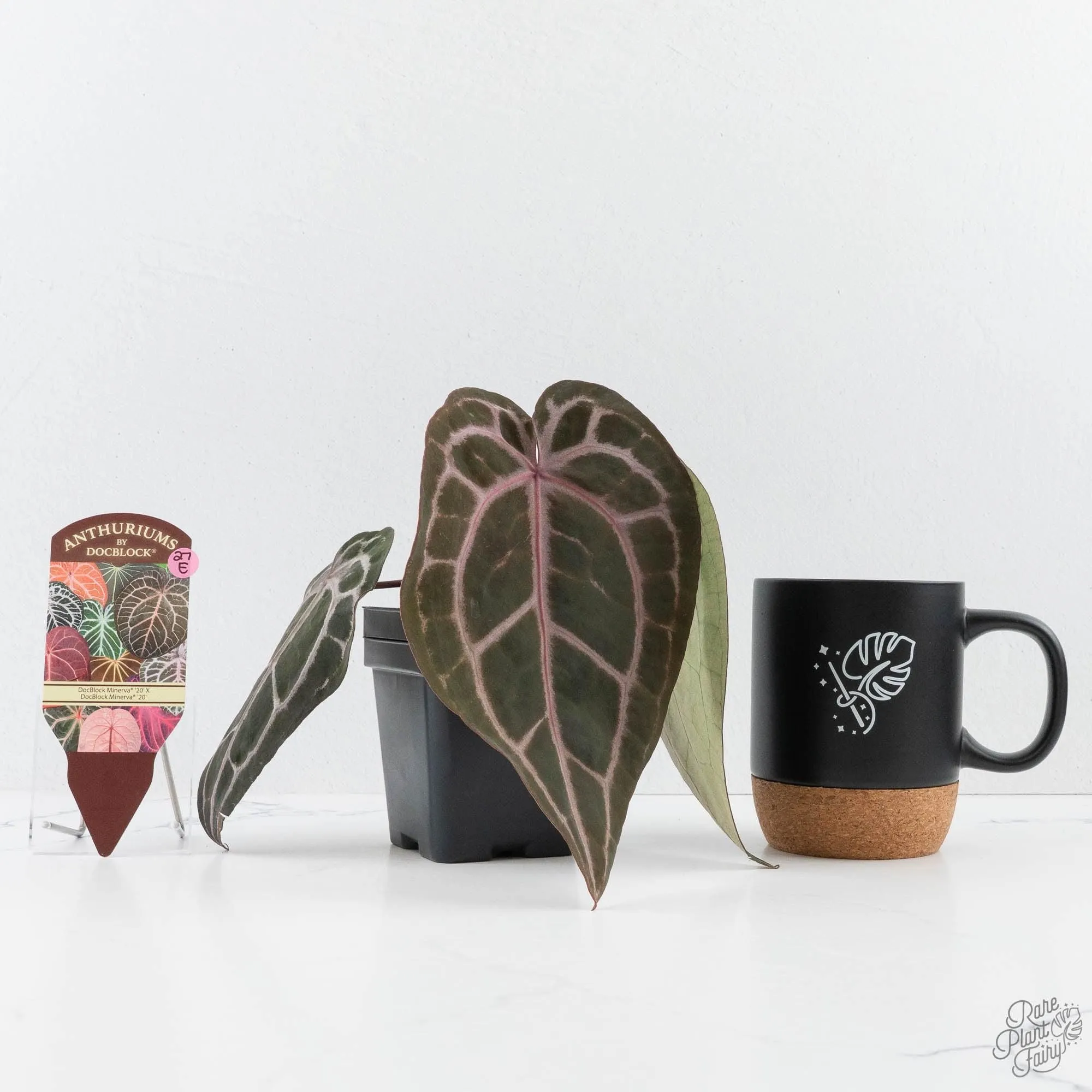 Anthurium Minerva '20' x Minerva '20' by DocBlock® (wk27-E) *Red Veins*
